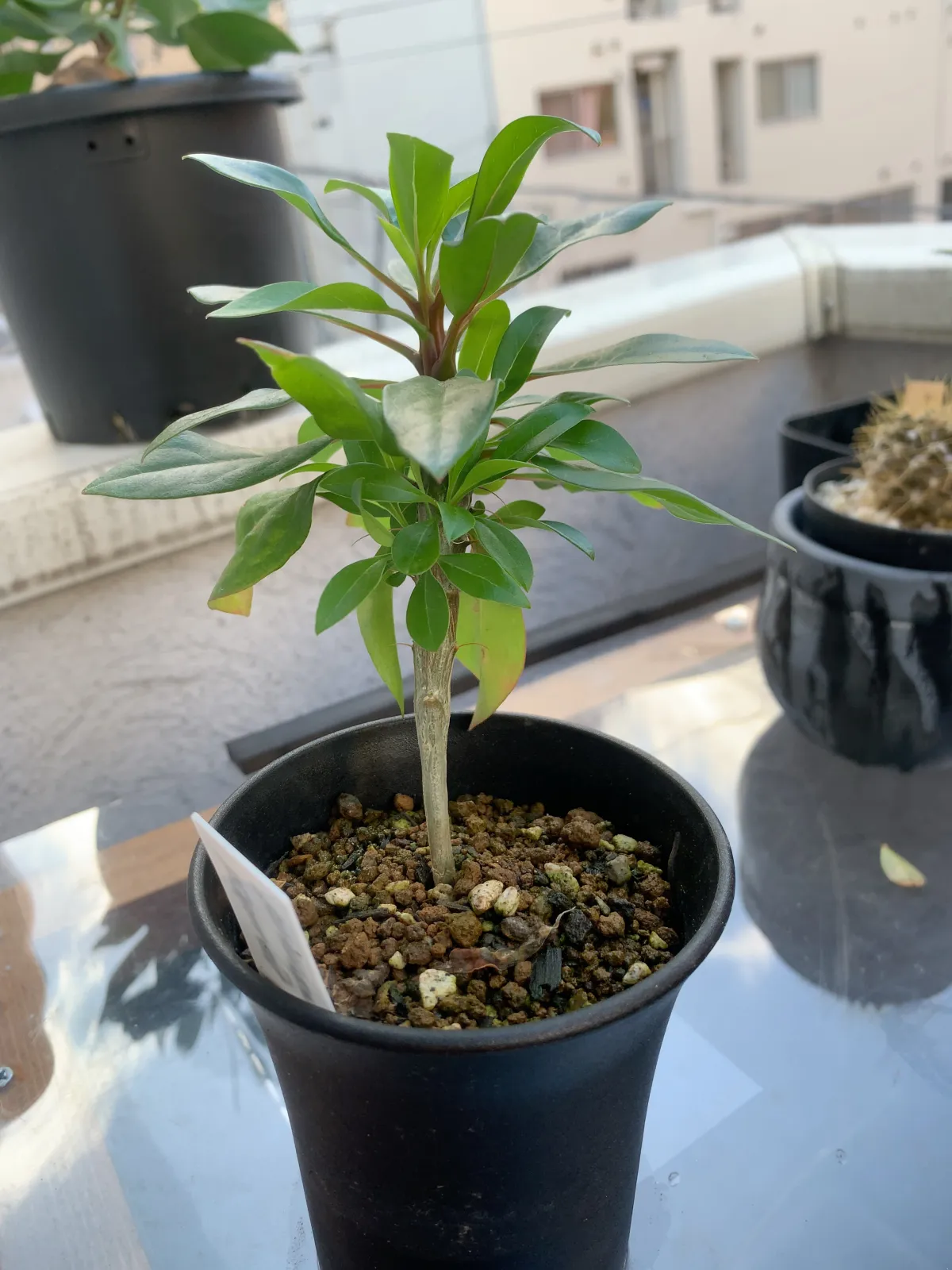 Fouquieria formosa (フォークイエリア フォルモサ)