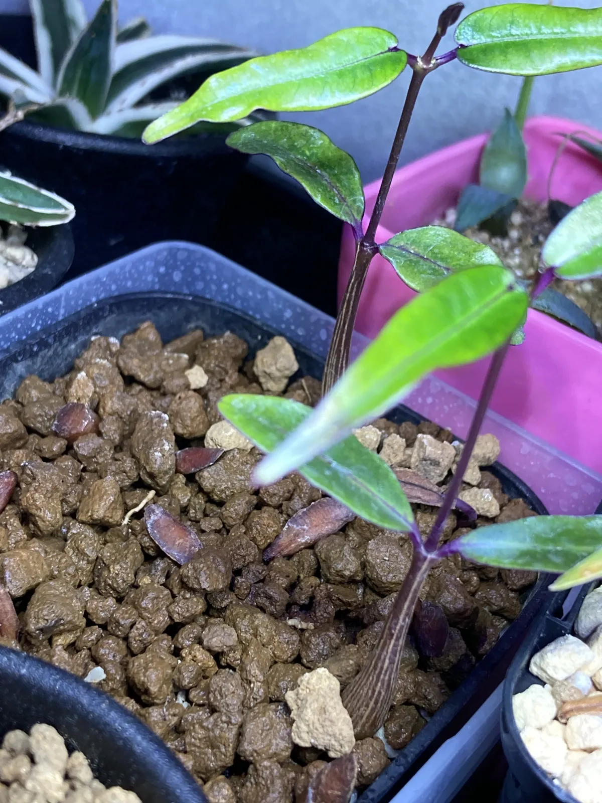 Petopentia natalensis (ペトペンチア ナタレンシス)