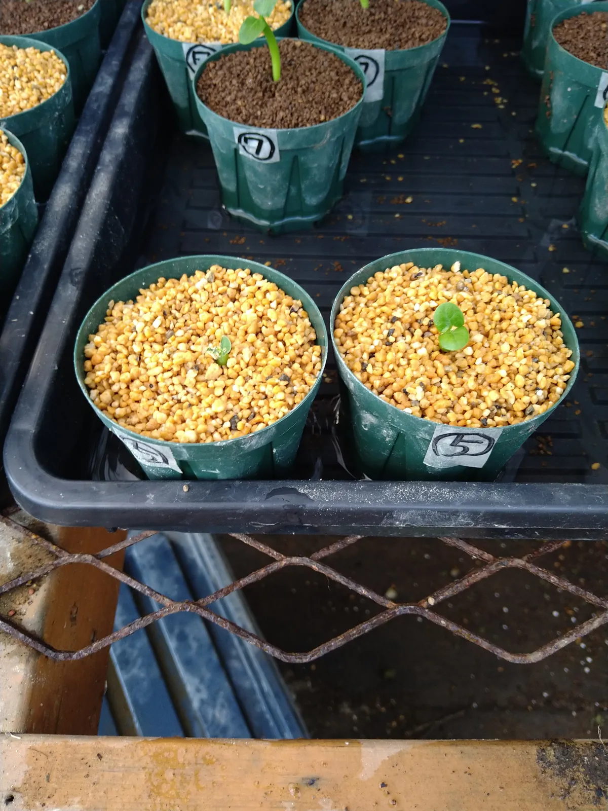 Fockea edulis (フォッケア 火星人)