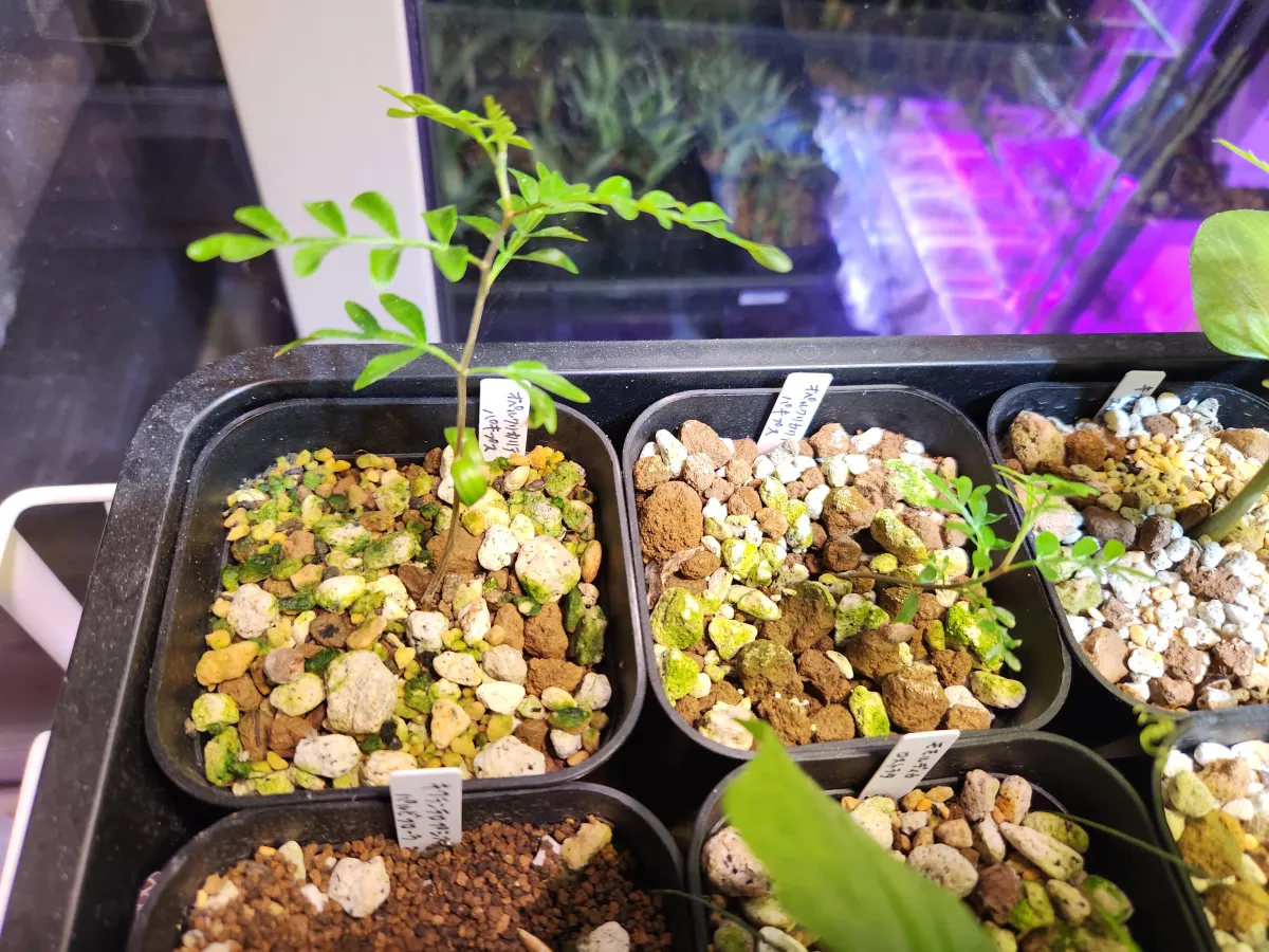 Operculicarya pachypus (オペルクリカリア パキプス)