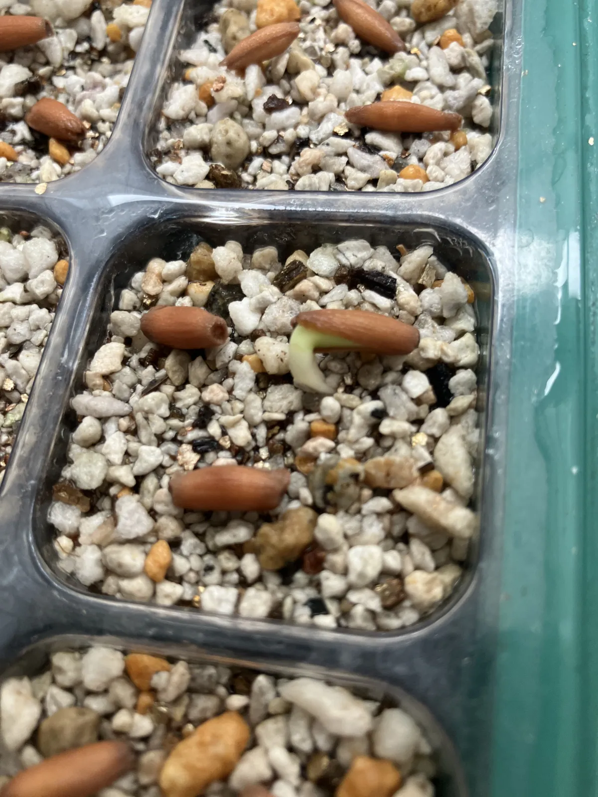 Adenium arabicum (アデニウム アラビカム)