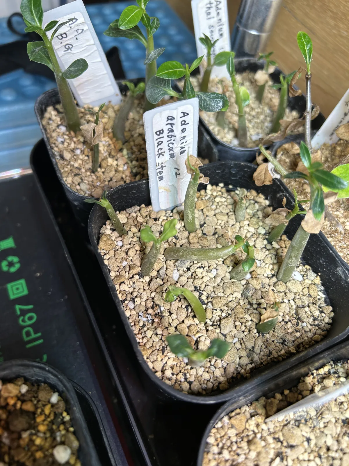 Adenium arabicum Black Stem (アデニウム アラビカム ブラックステム)