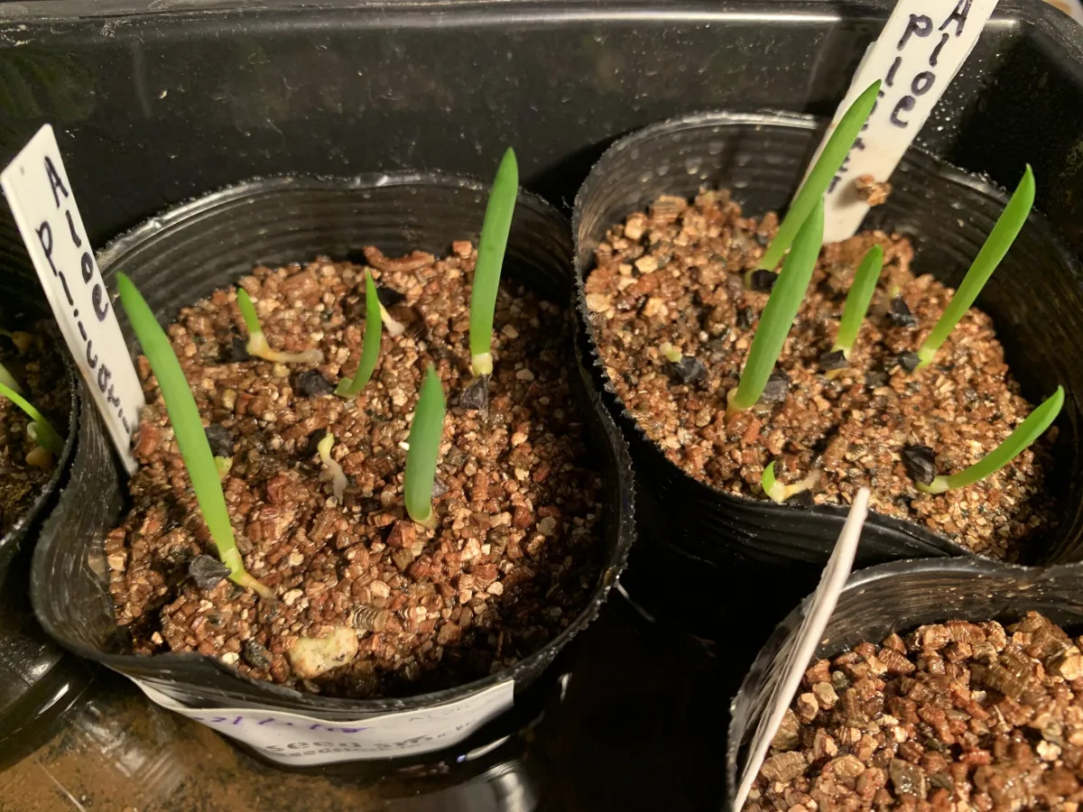 Kumara plicatilis (アロエ プリカティリス)