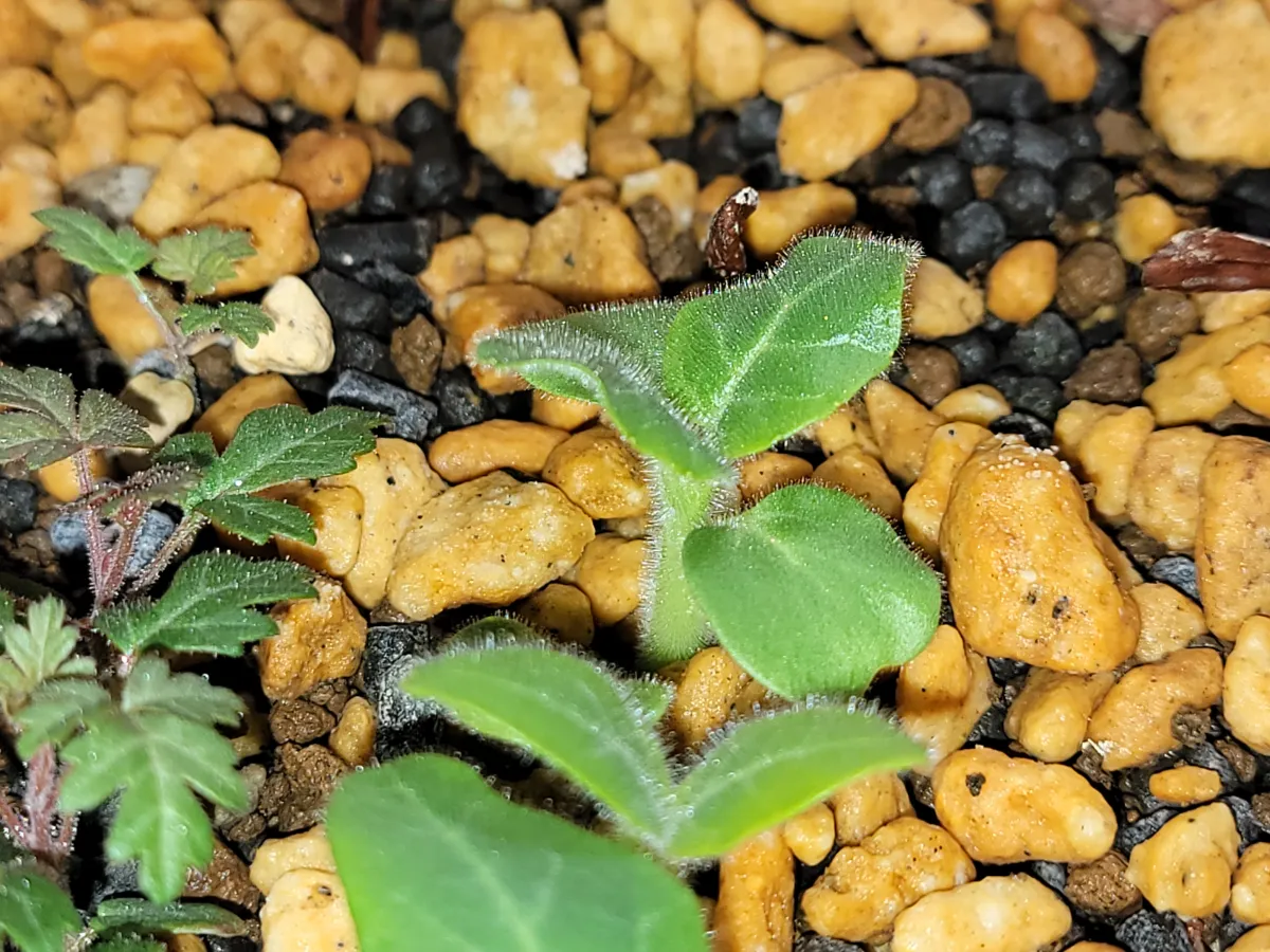 Uncarina roeoesliana (ウンカリーナ ルーズリアナ)