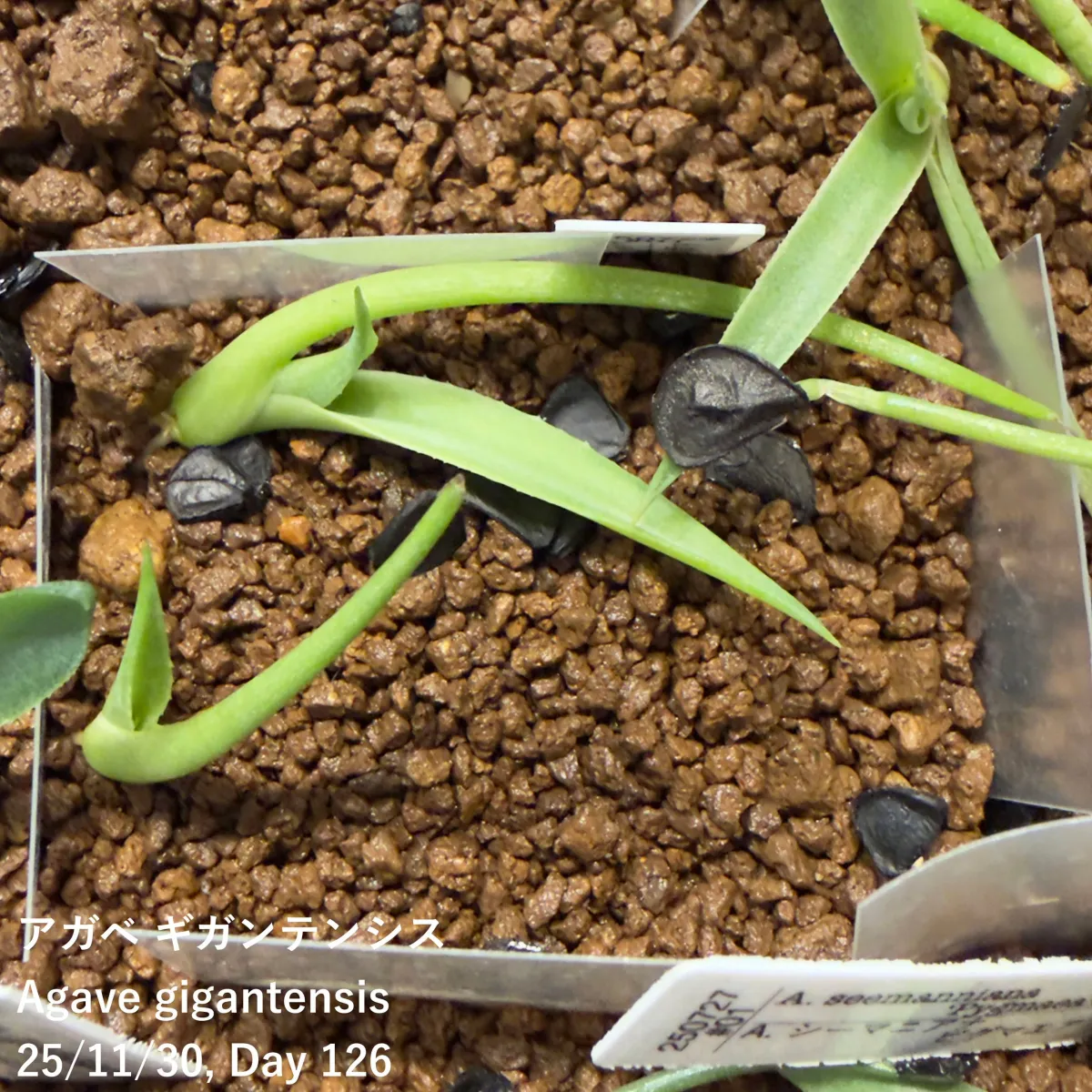 Agave gigantensis (アガベ ギガンテンシス)