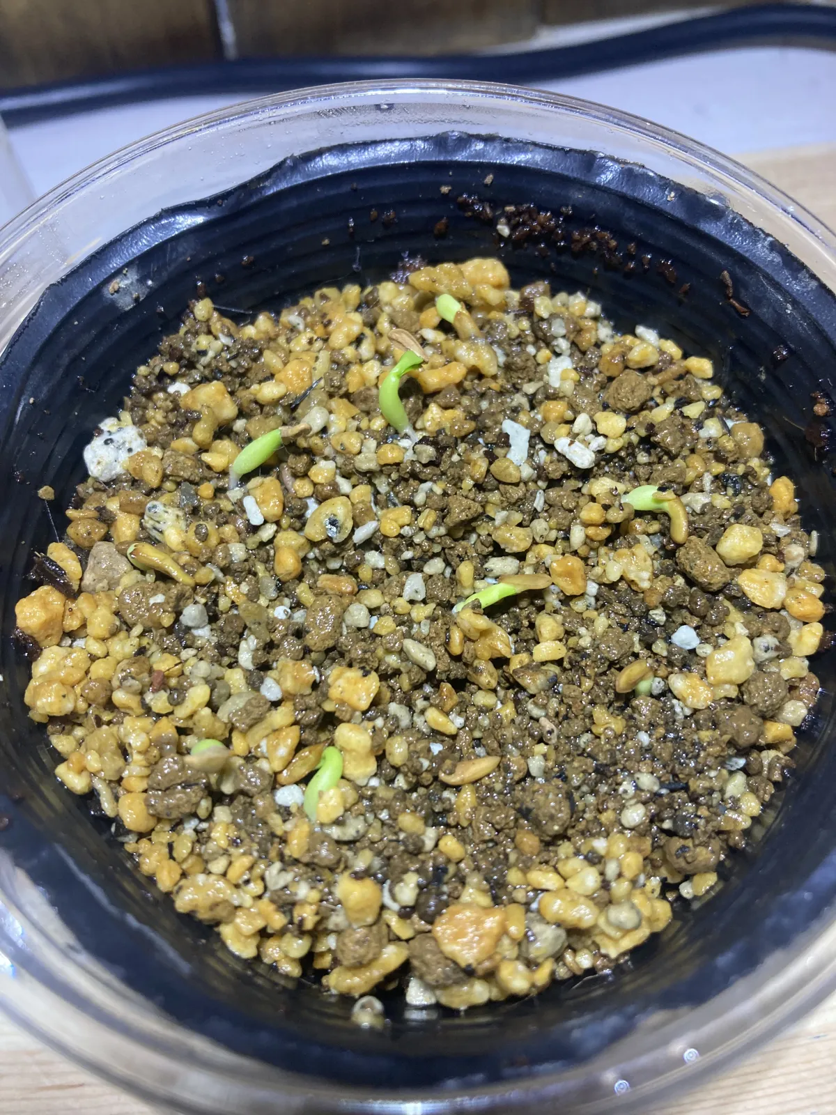 Pachypodium rosulatum var. eburneum (パキポディウム エブレネウム)