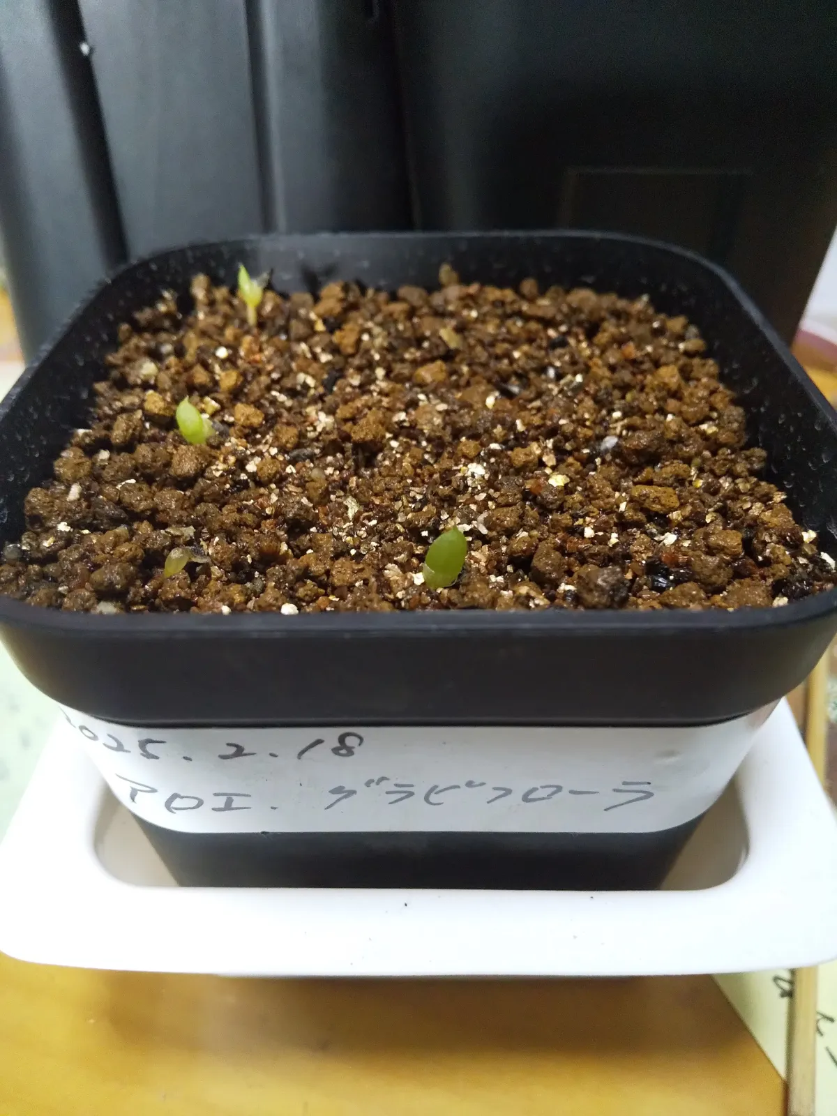 Aloe claviflora (アロエ クラビフローラ)