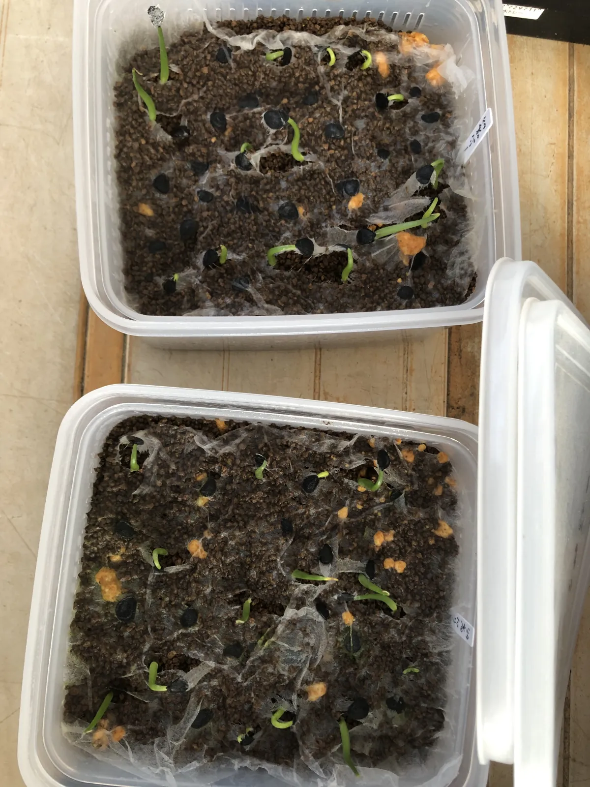 Agave parryi subsp. parryi (アガベ パリー)