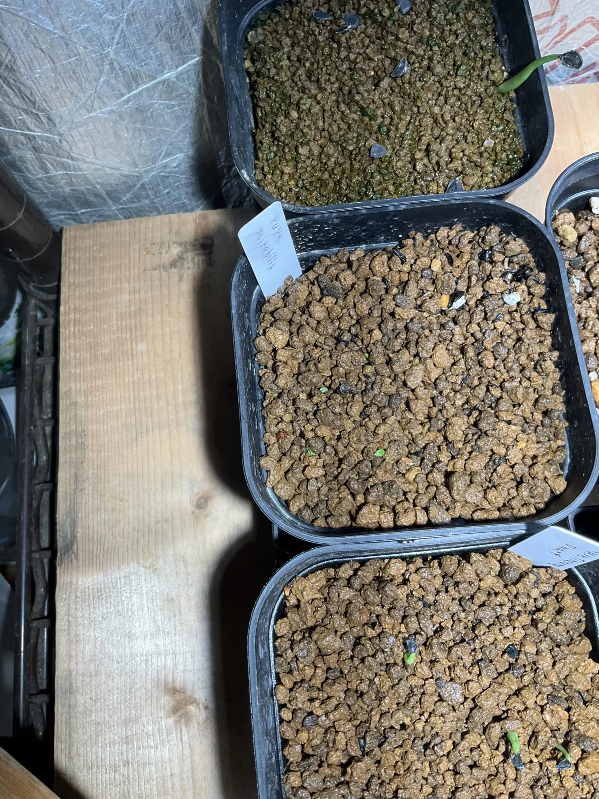 Puya mirabilis (プヤ ミラビリス)