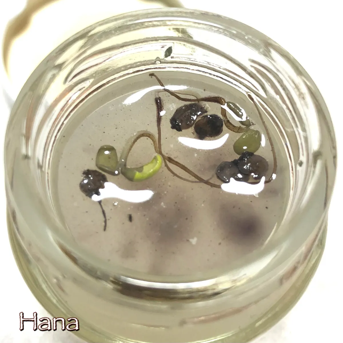 Pachycormus discolor (パキコルムス ディスカラー)