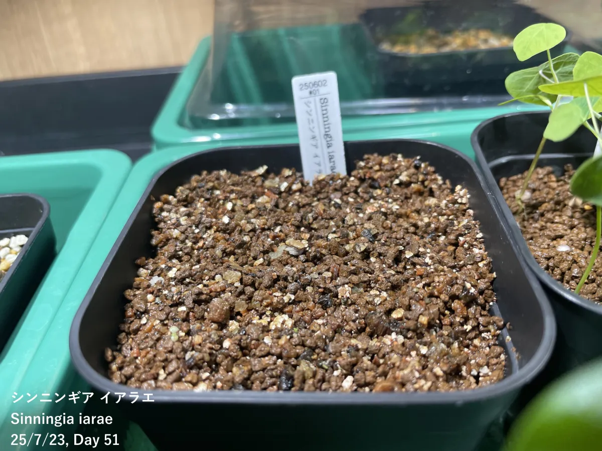 Sinningia iarae (シンニンギア イアラエ)