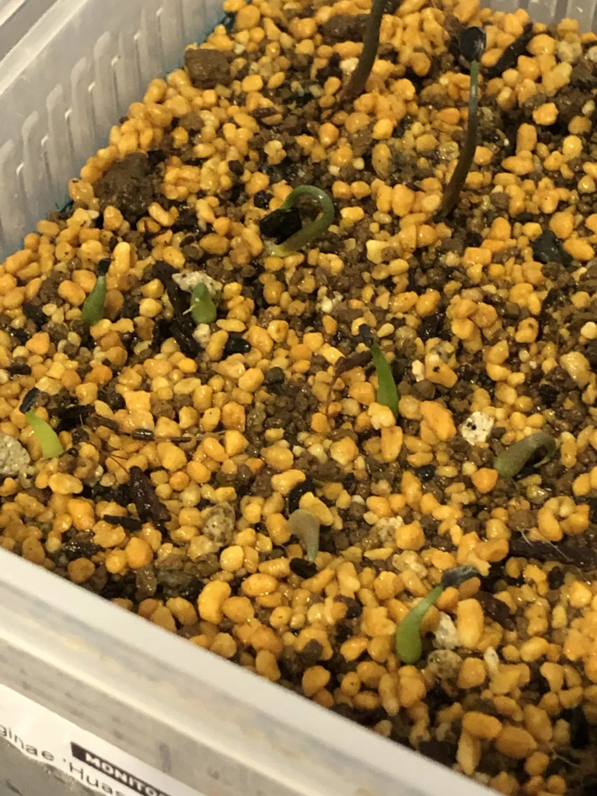 Agave victoriae-reginae 'Huasteca Canyon' (アガベ フアステカキャニオン)