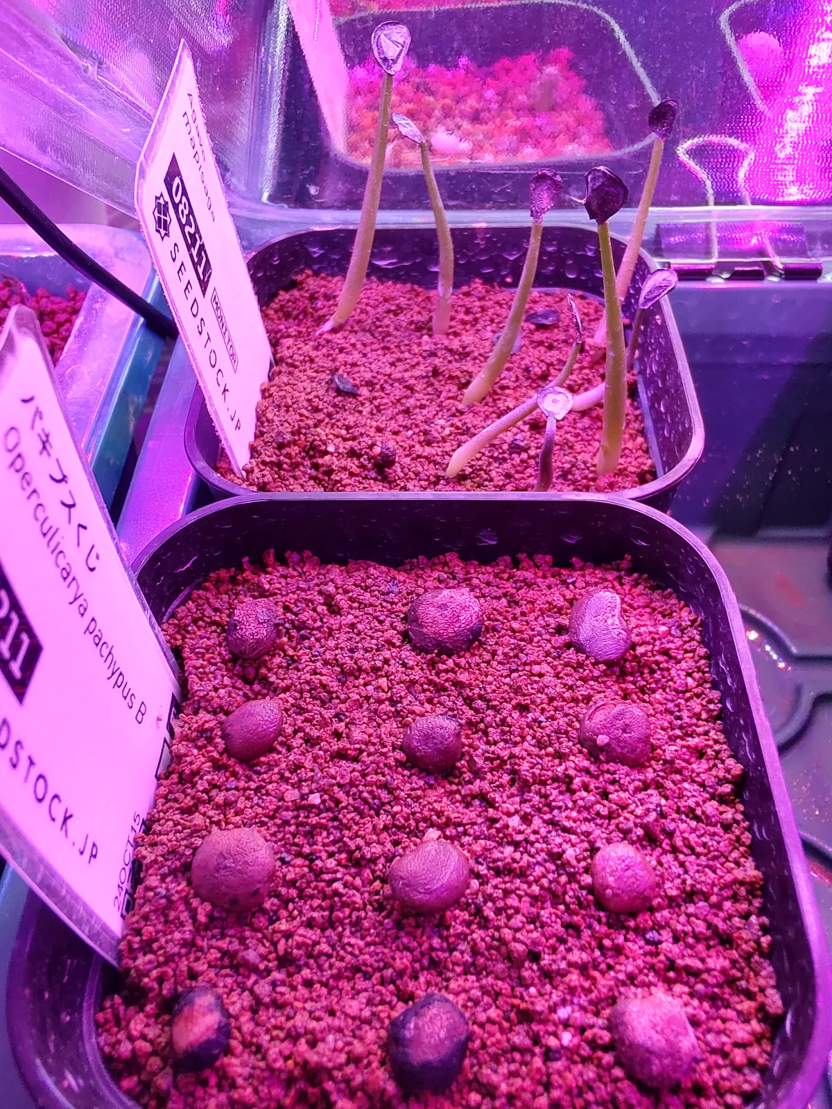 [無料種子] パキプスくじ