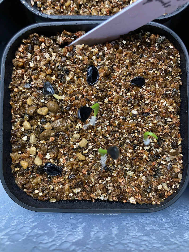 Agave montana (アガベ モンタナ)