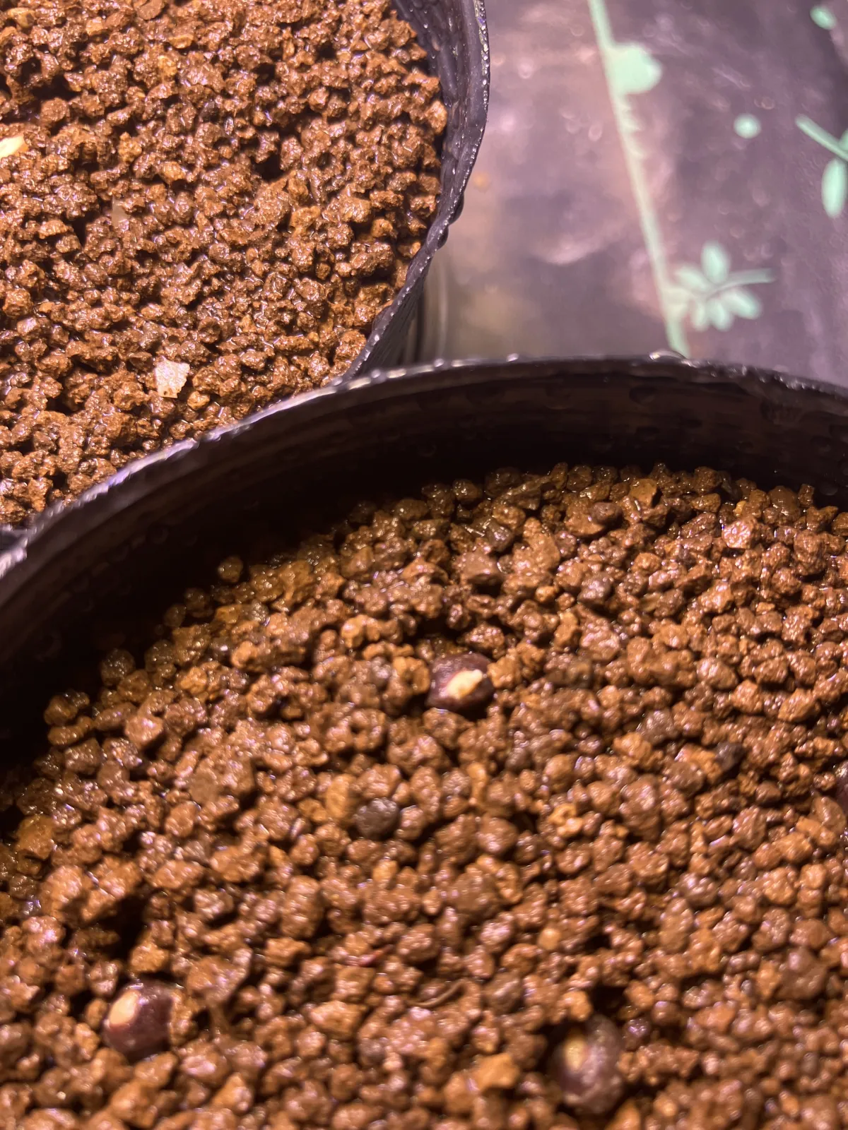 Operculicarya borealis (オペルクリカリア ボレアリス)