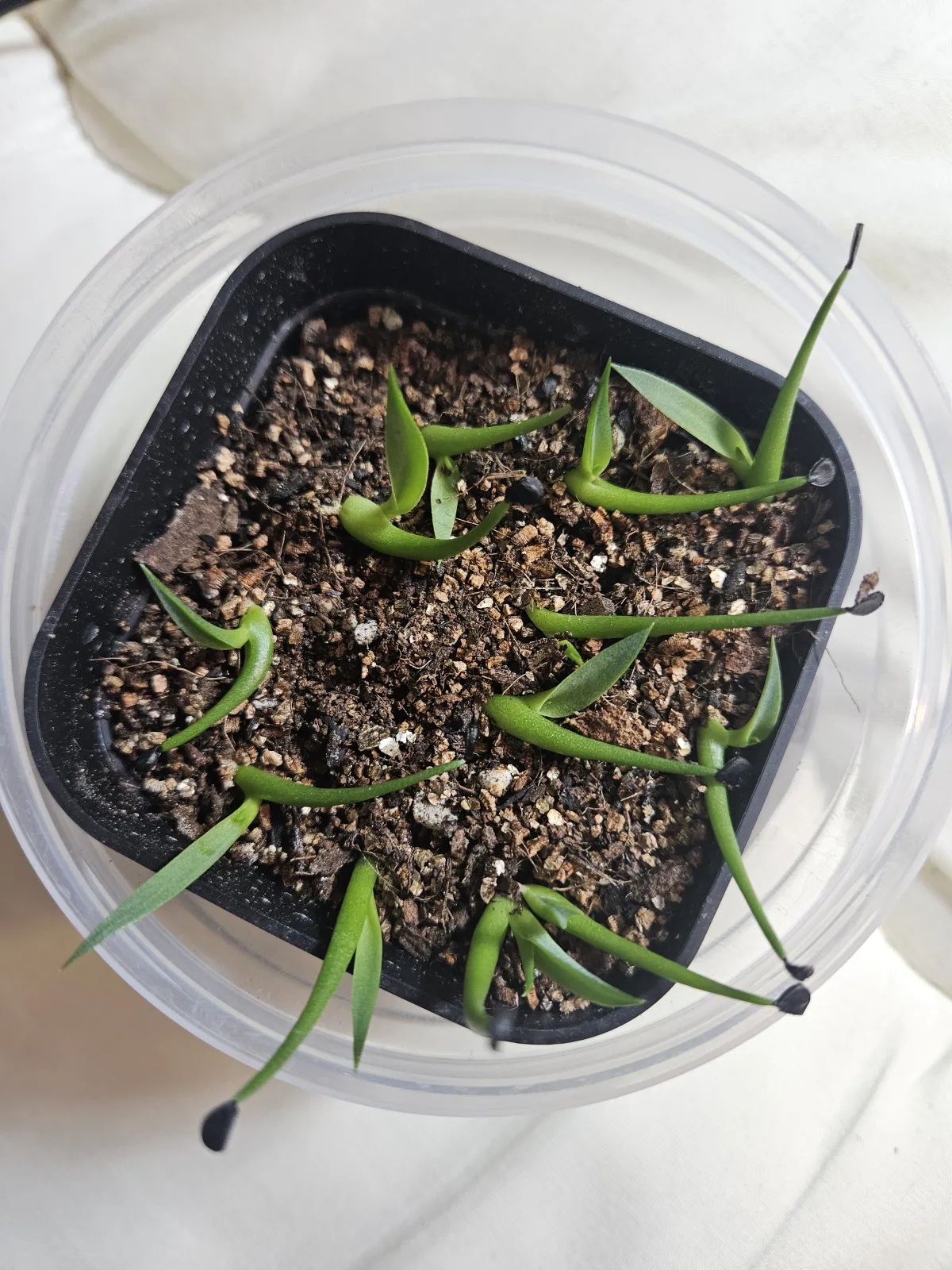 Agave utahensis ssp. utahensis 'Compacta' (アガベ ユタエンシスコンパクタ)