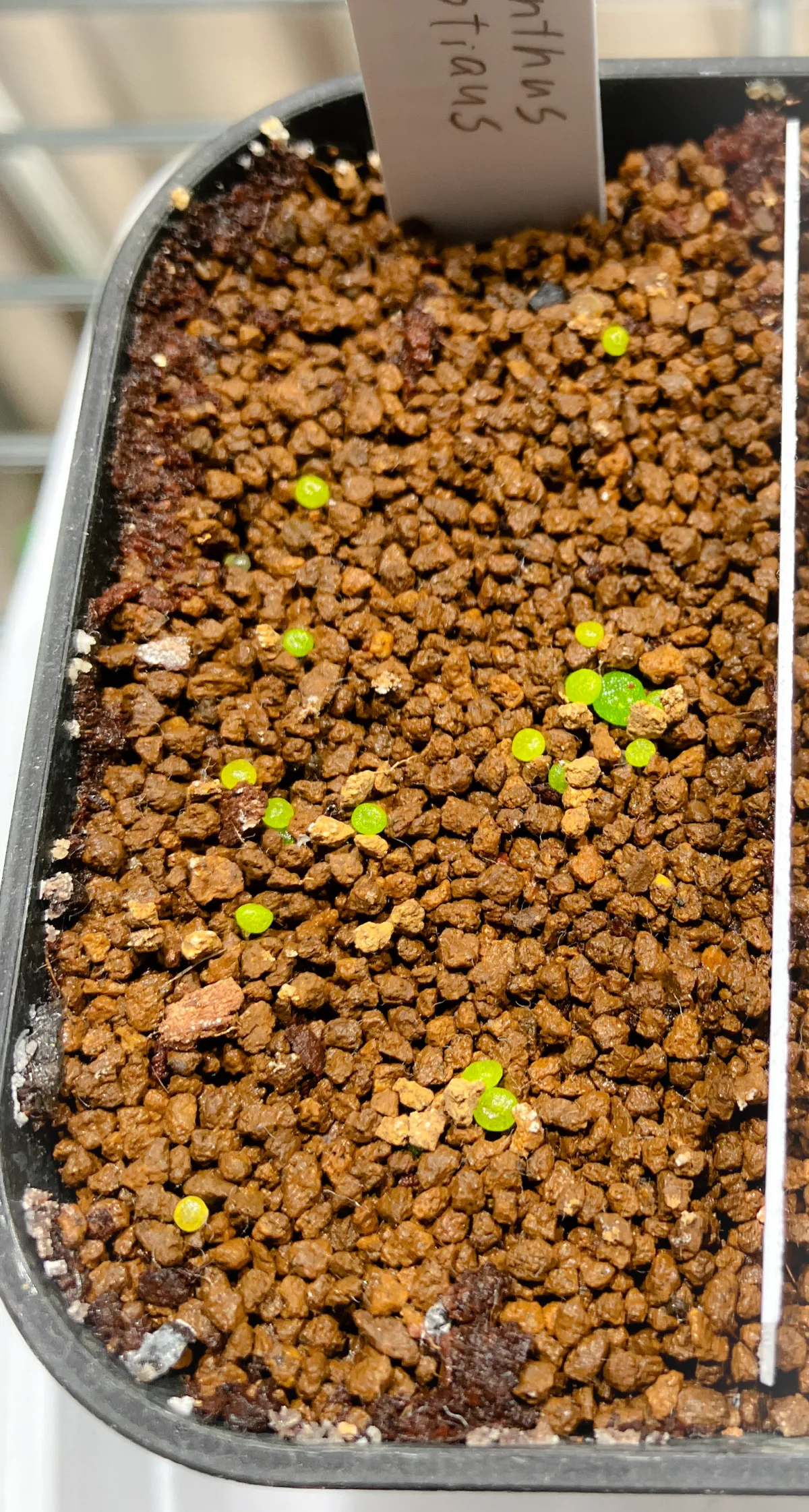 Dinteranthus wilmotianus (ディンテランタス 幻玉)