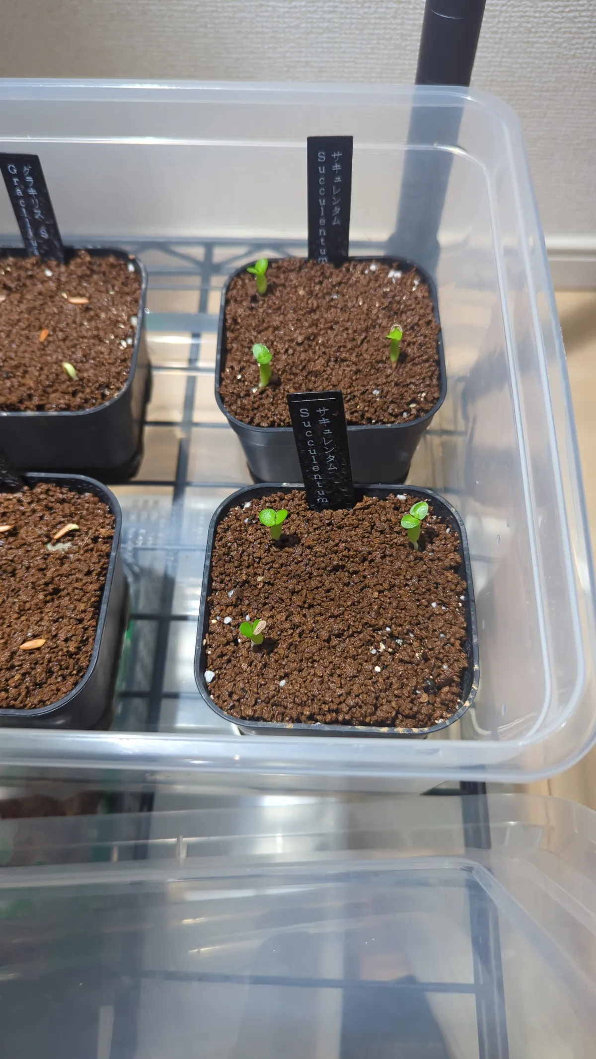 Pachypodium succulentum (パキポディウム サキュレンタム 天馬空)