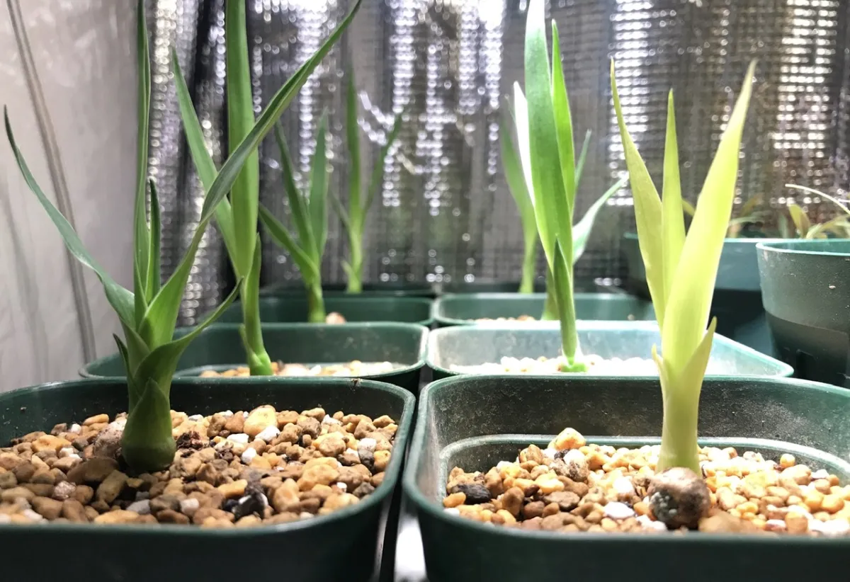 Dracaena draco subsp. draco (ドラセナ ドラコ)