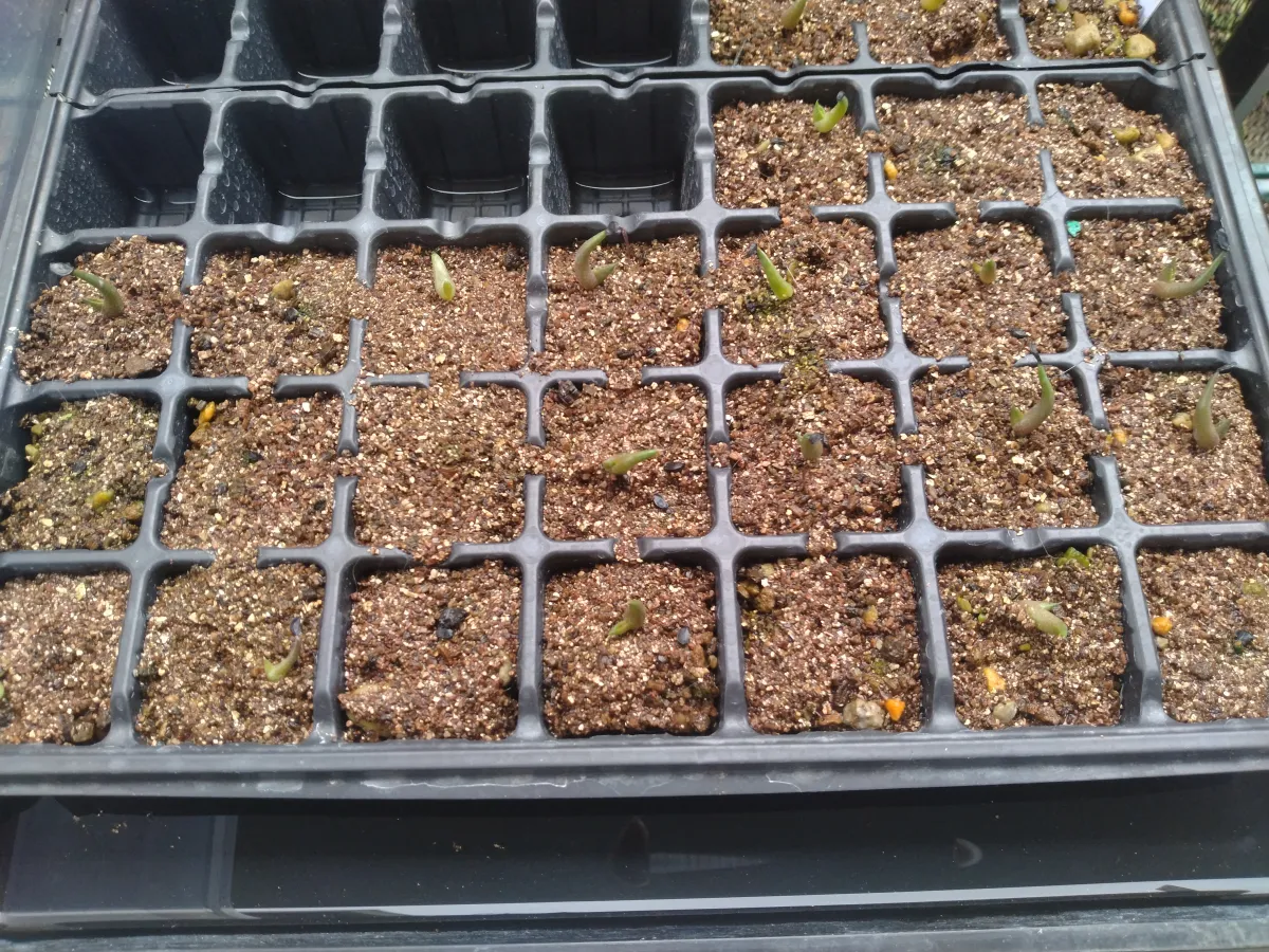 Agave titanota 'Blue' (アガベ チタノタブルー)