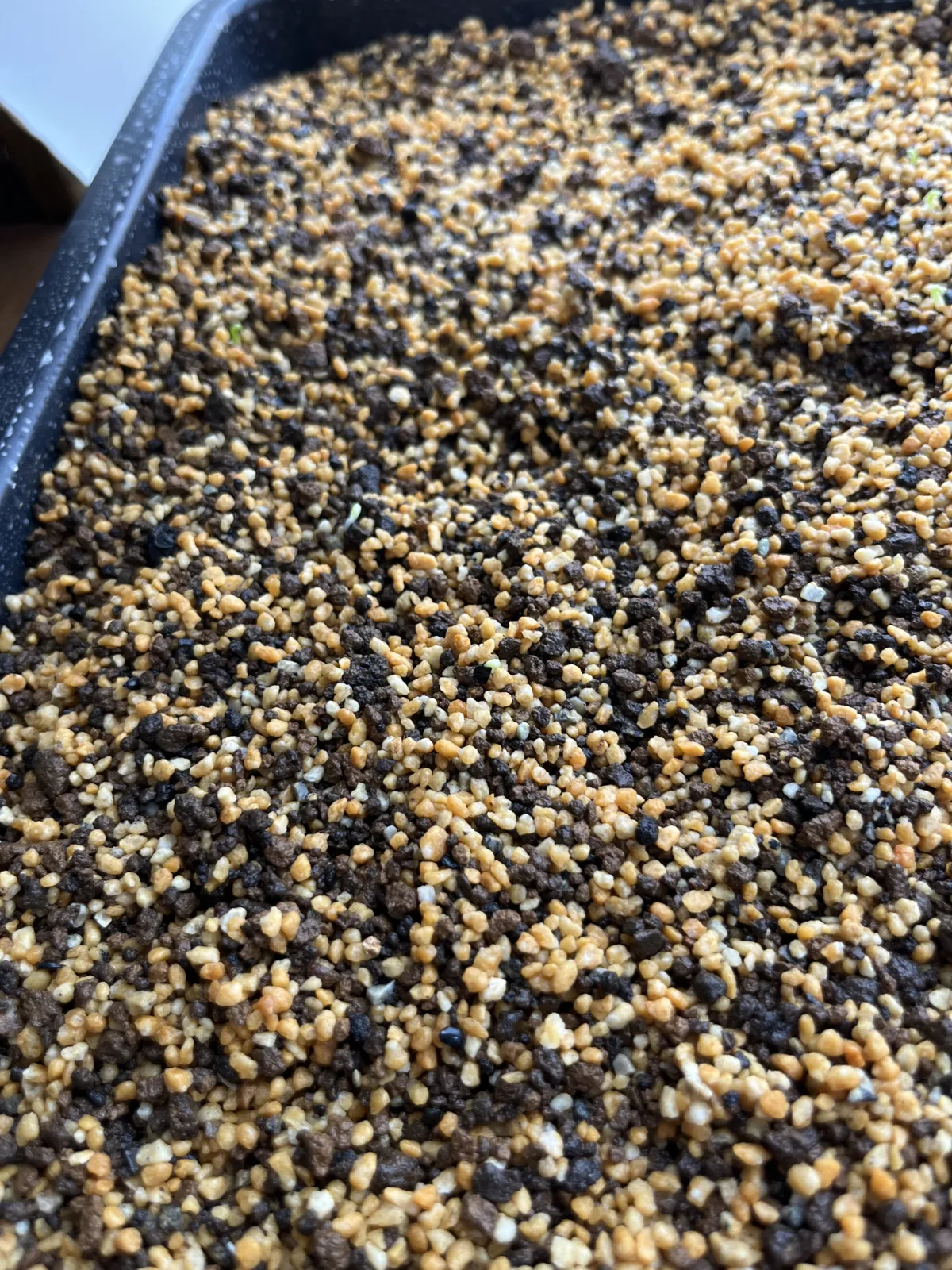 Agave kerchovei (アガベ ケルチョベイ)