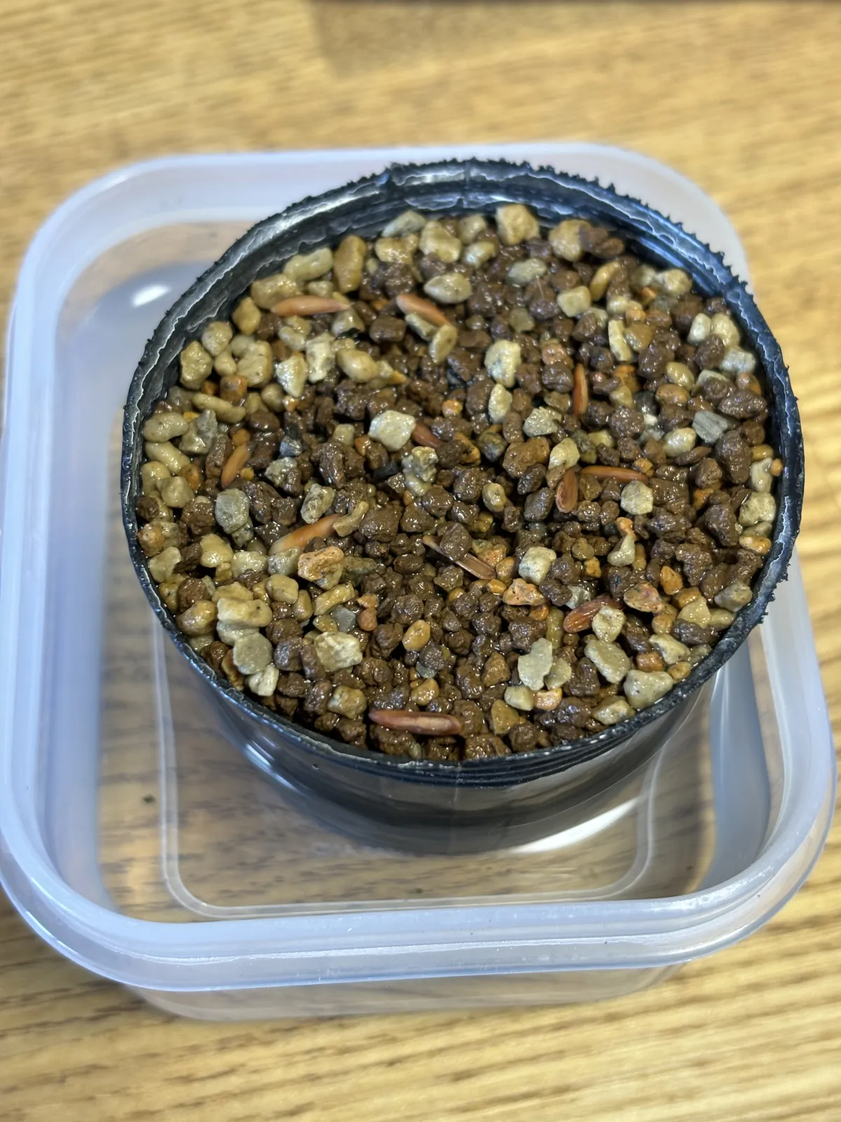 [無料種子] 発芽難 パキポディウム グラキリス　 Pachypodium rosulatum var. gracilius