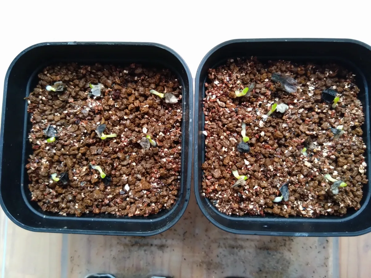 Aloe ramosissima (アロエ ラモシシマ)