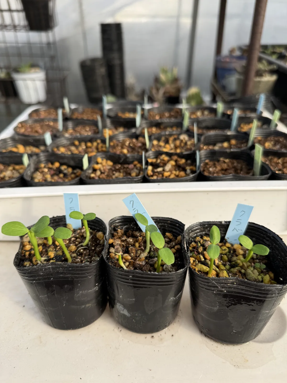 Euphorbia clava (ユーフォルビア クラバ)