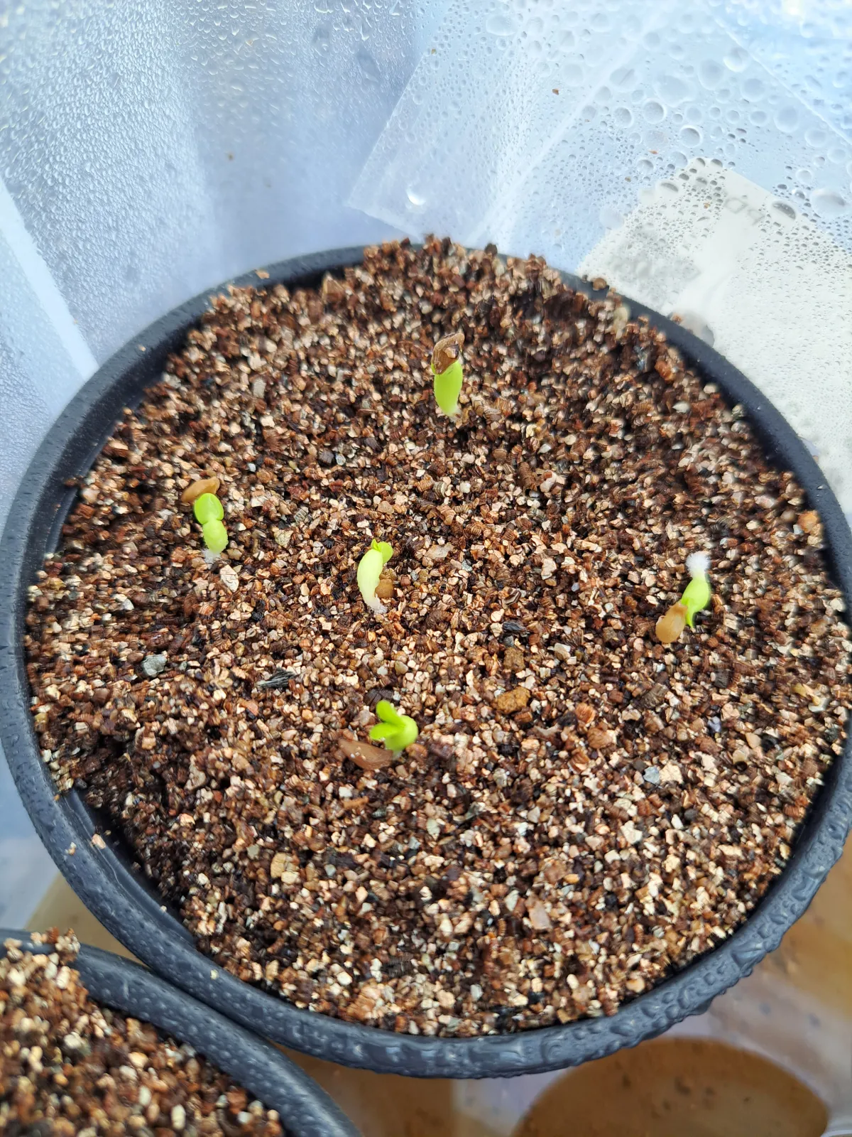 Pachypodium succulentum (パキポディウム サキュレンタム 天馬空)