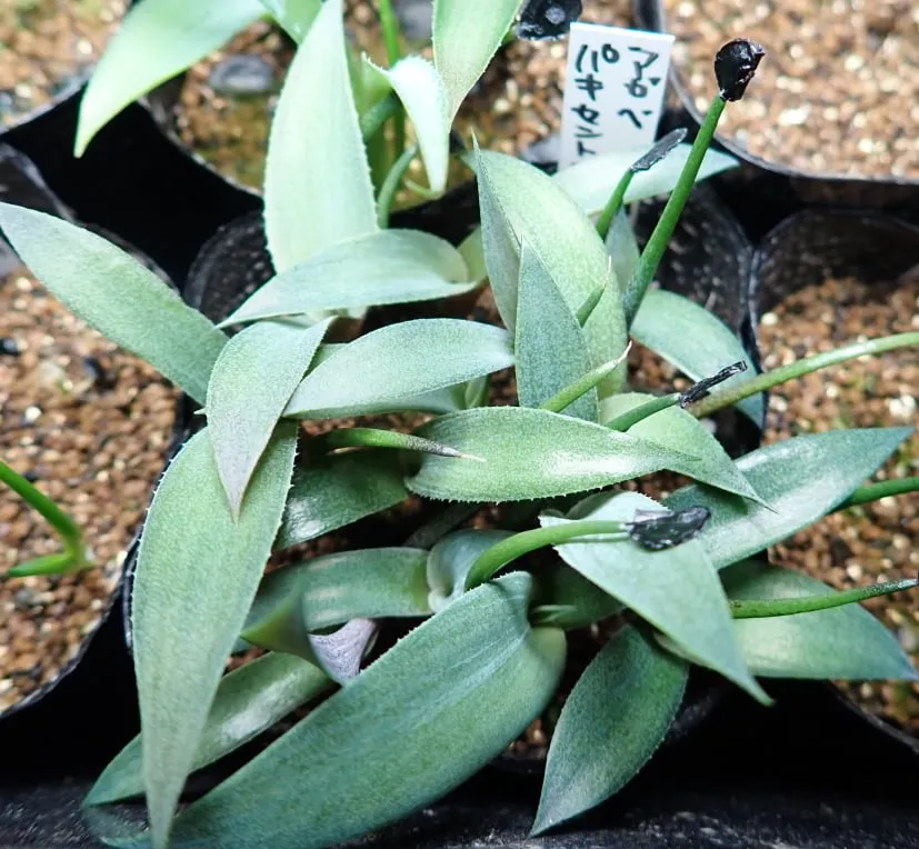 Agave pachycentra (アガベ パキセントラ)