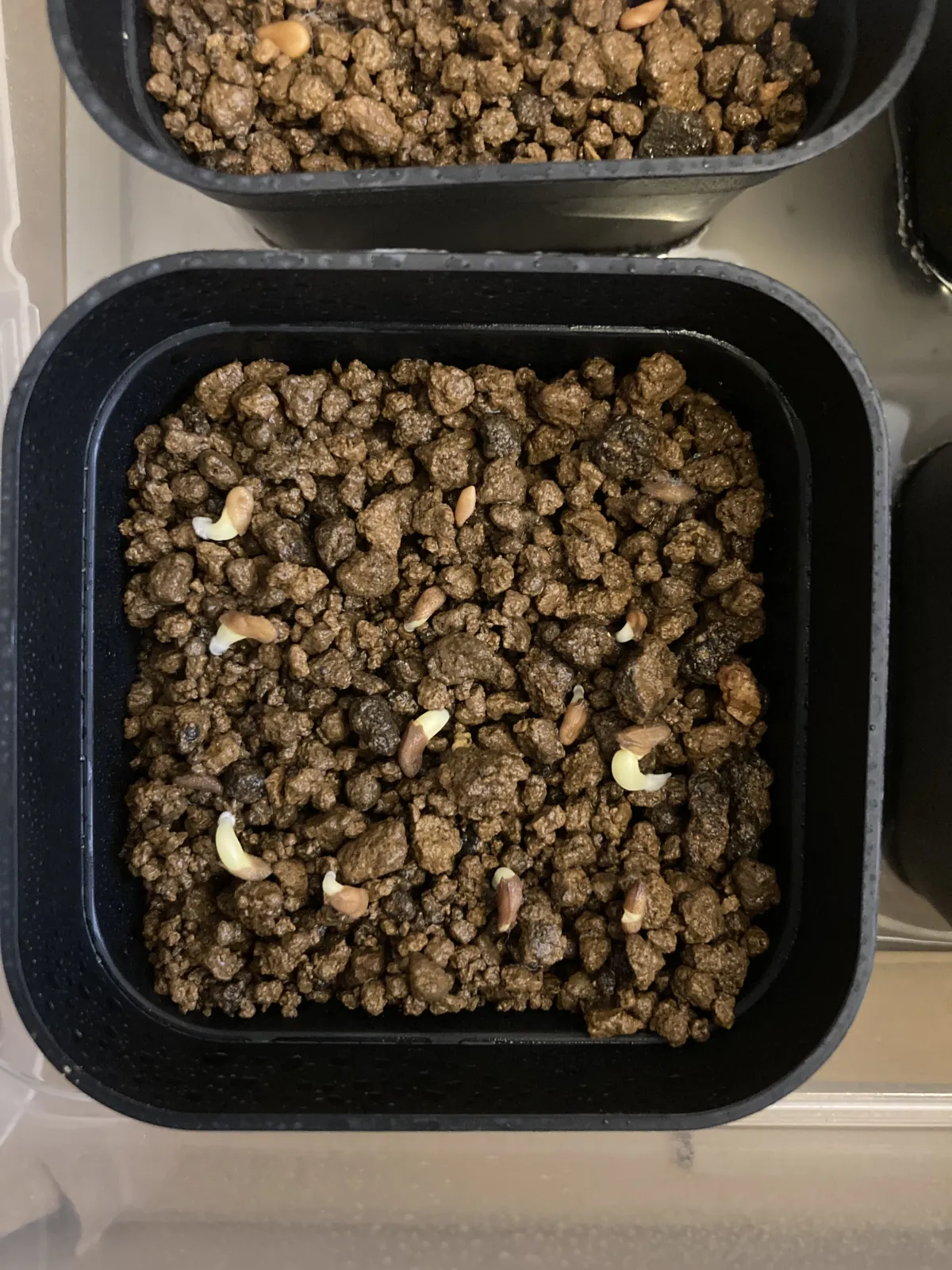 Pachypodium succulentum (パキポディウム サキュレンタム 天馬空)