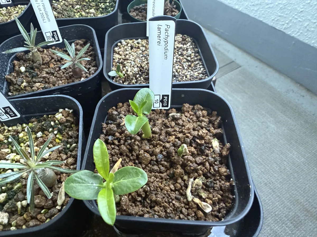 Pachypodium lamerei (パキポディウム ラメレイ 夢叶棒)