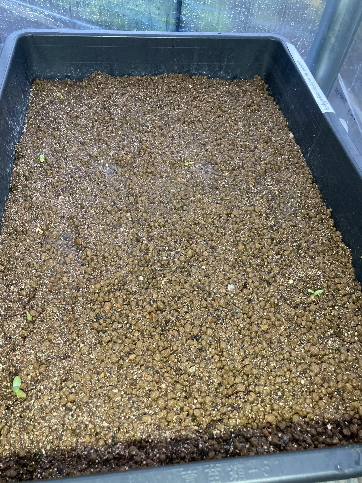 Pachypodium rosulatum subsp. makayense (パキポディウム マカイエンセ)