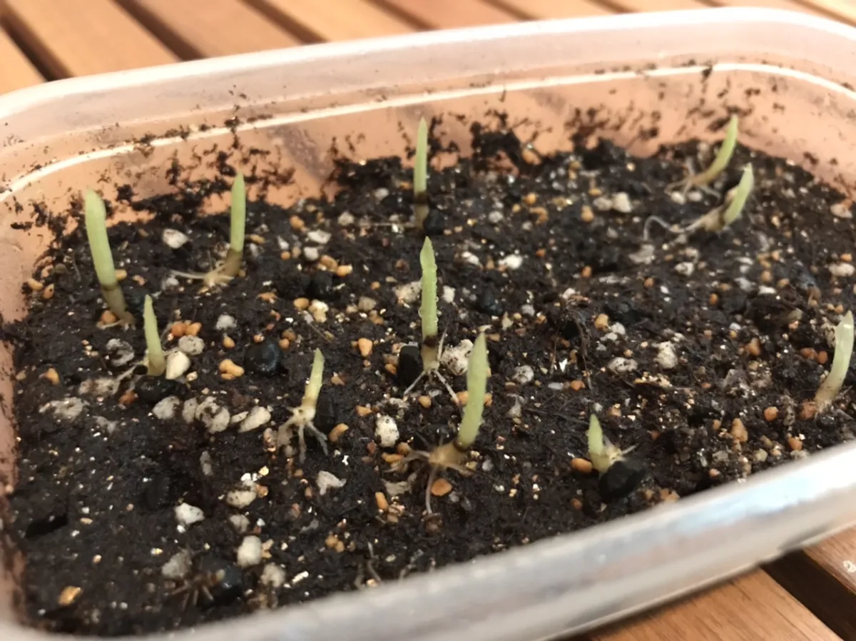 Musa velutina (ピンクバナナ)