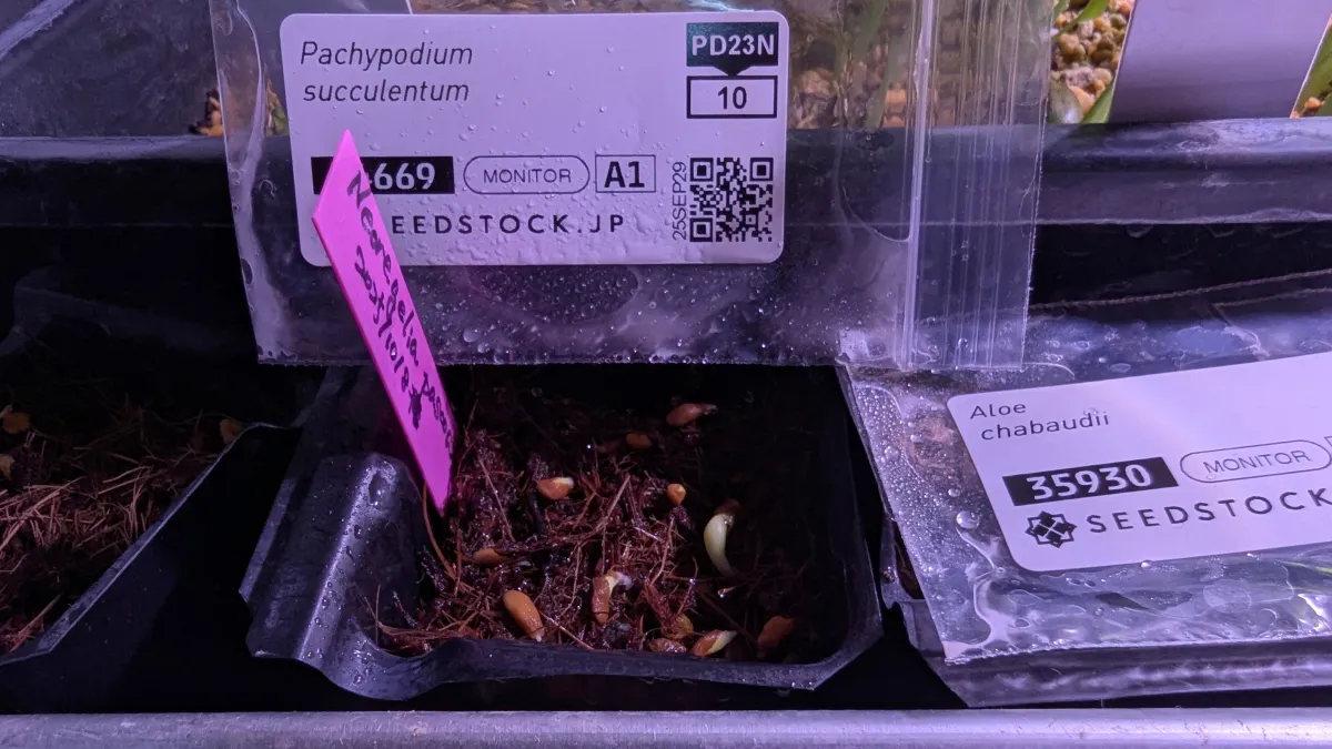 Pachypodium succulentum (パキポディウム サキュレンタム 天馬空)