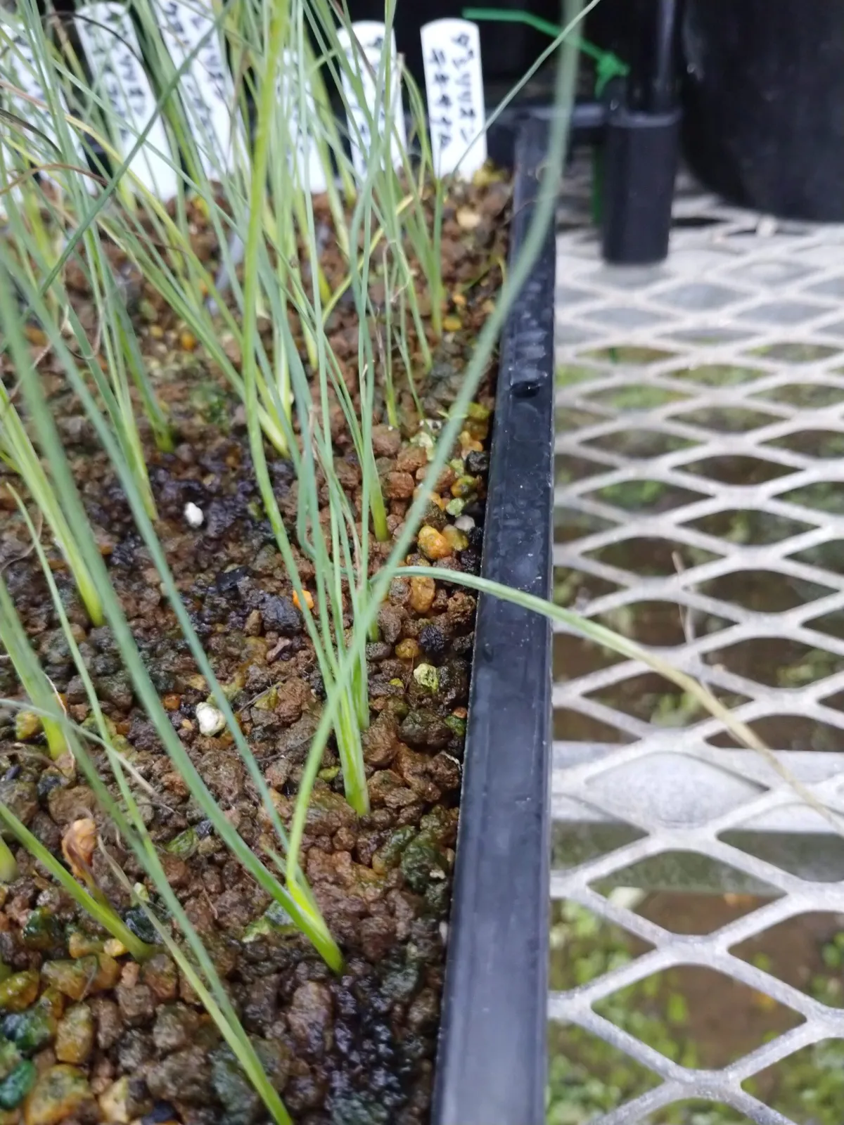 Dasylirion texanum (ダシリリオン テキサナム)