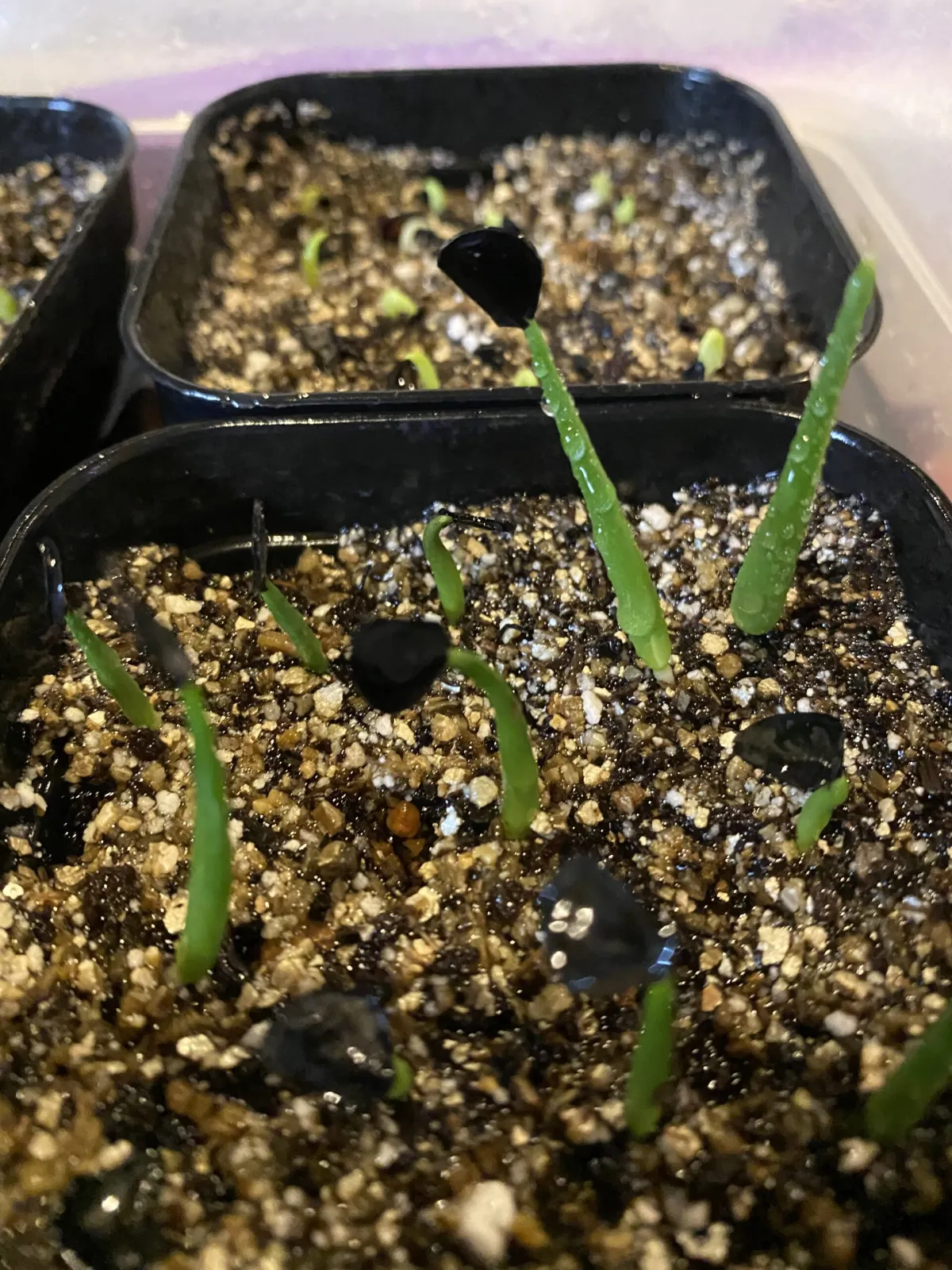 Agave americana ssp. protoamericana (アガベ プロトアメリカーナ)