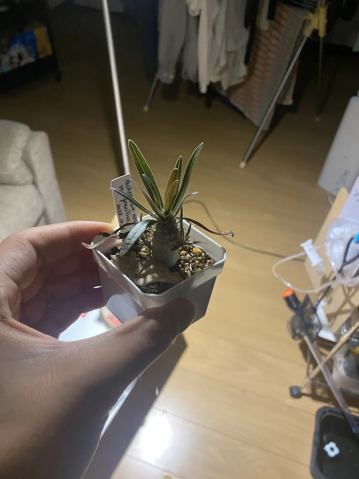 Pachypodium rosulatum var. gracilius (パキポディウム グラキリス)