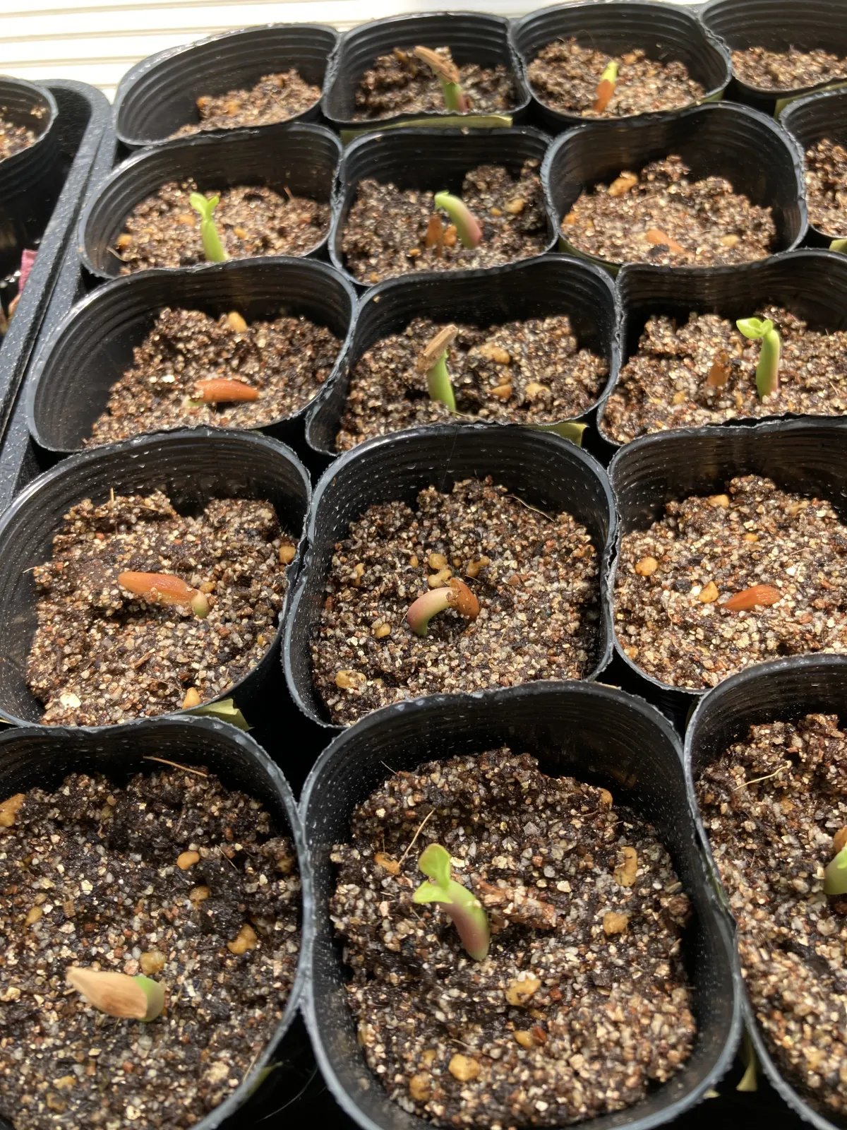 Adenium obesum subsp. obesum Black Gold Crown (アデニウム black gold crown)