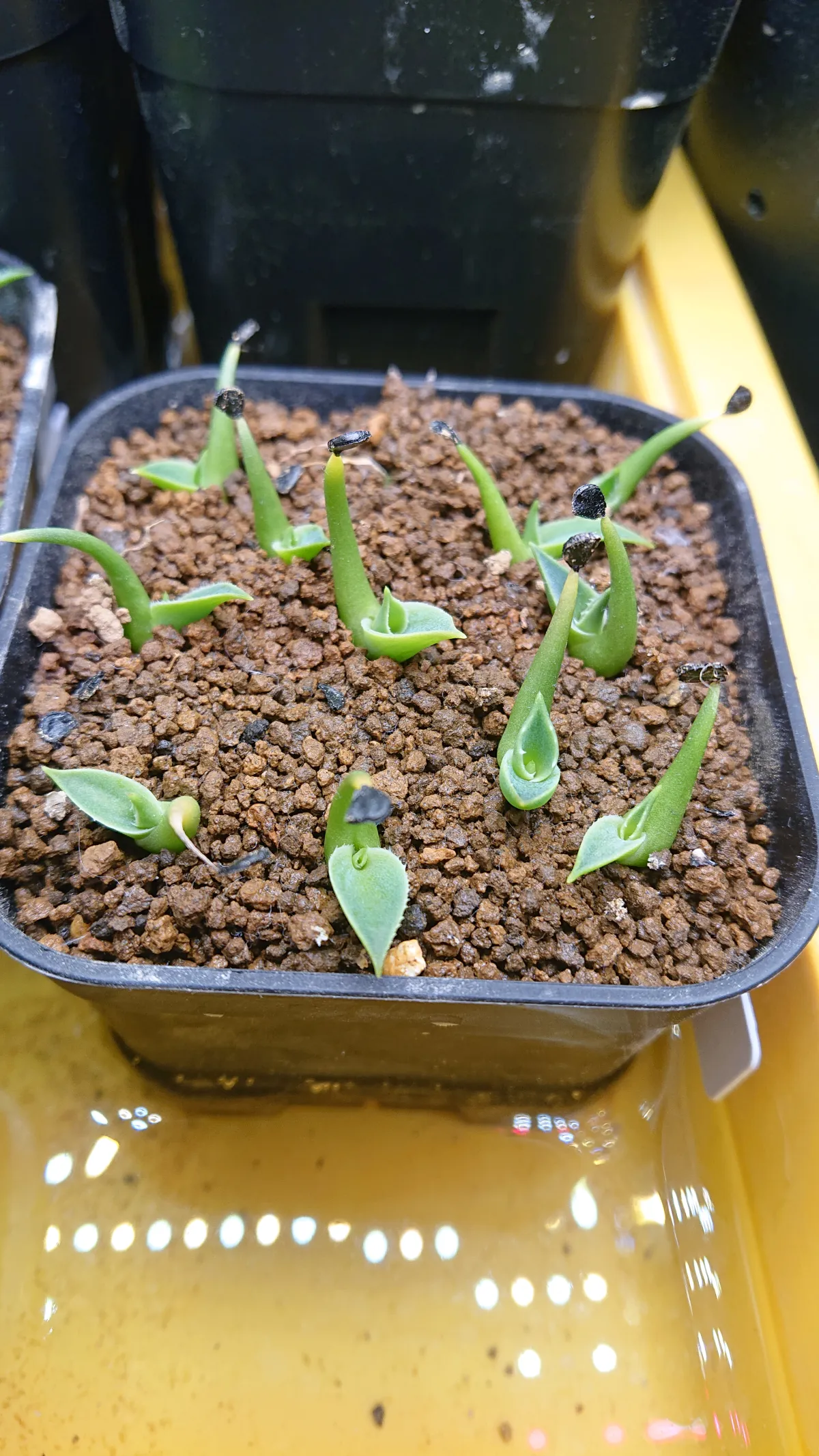 Agave utahensis var. eborispina 'Hayford' (アガベ エボリスピナ ヘイフォード)