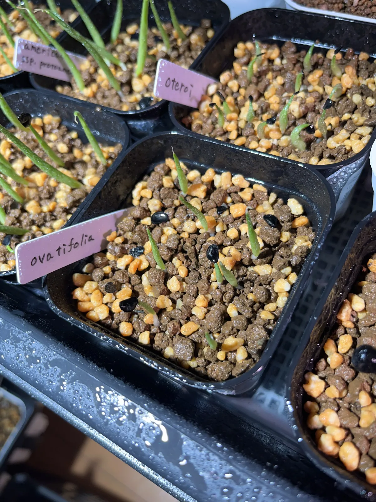 Agave ovatifolia (アガベ オバティフォリア)