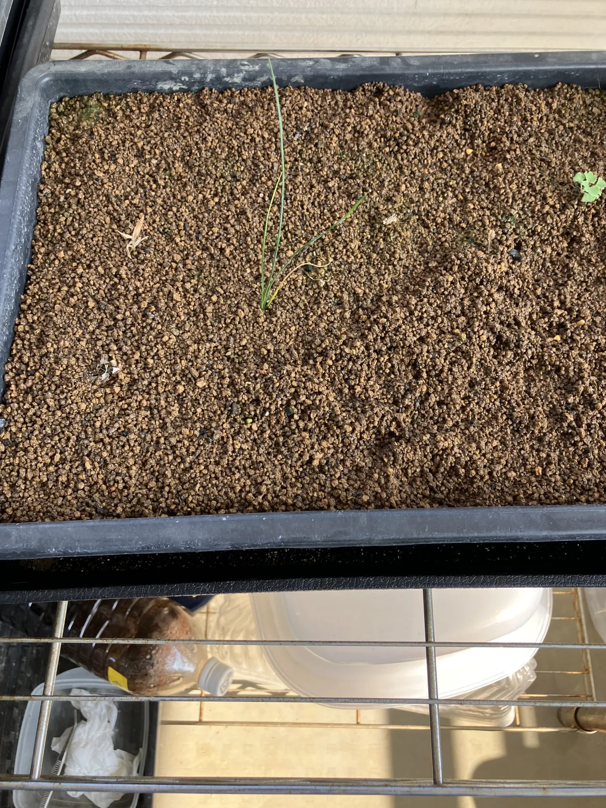 Dasylirion longissimum var. longissimum (ダシリリオン ロンギシマム)