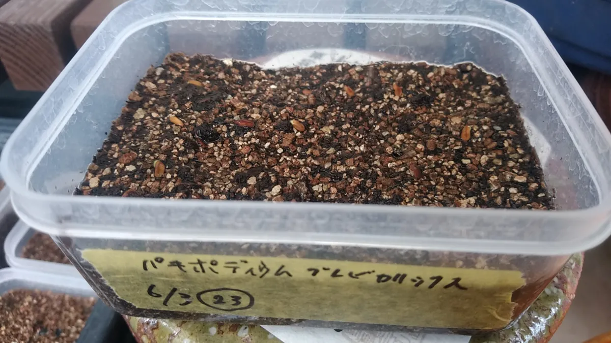 Pachypodium densiflorum var. brevicalyx (パキポディウム ブレビカリックス)