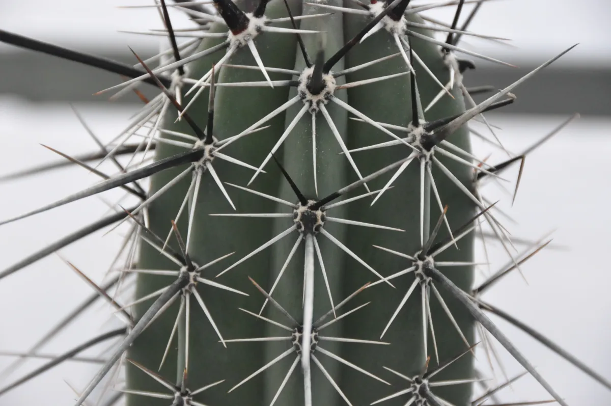 Pachycereus pringlei (パキセレウス プリングレイ)