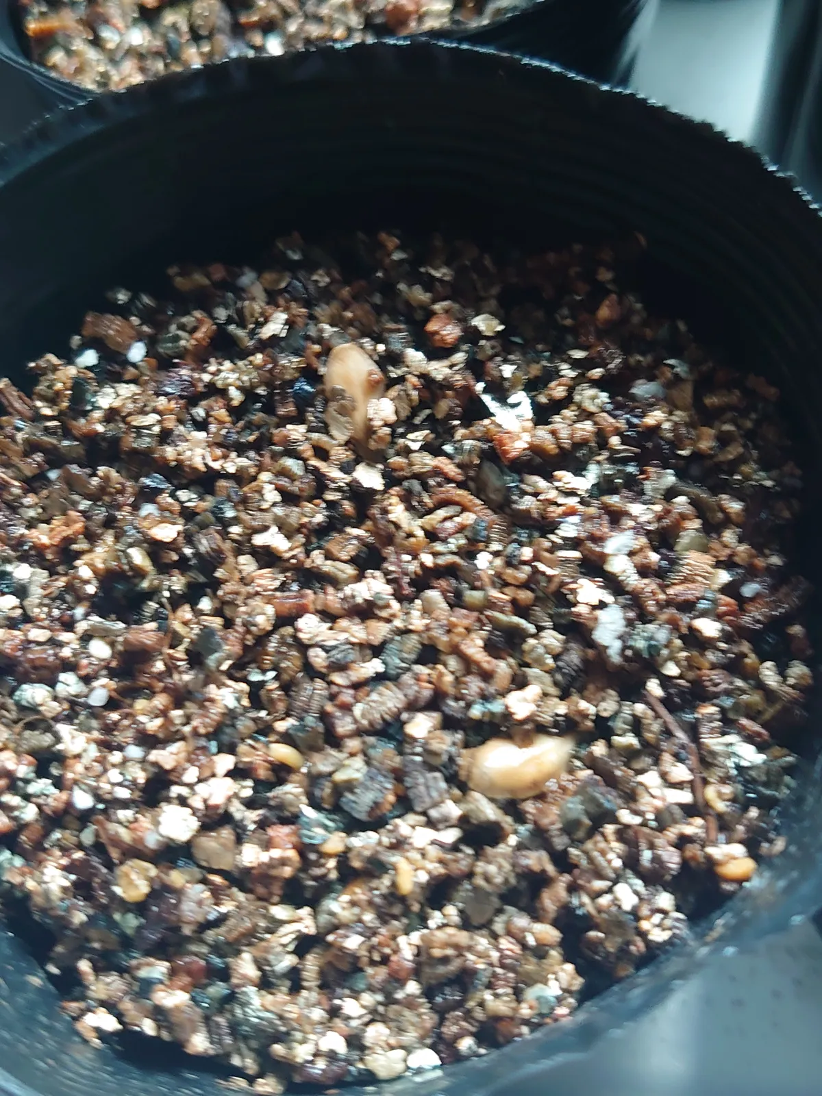 Pachypodium rutenbergianum var. rutenbergianum (パキポディウム ルテンベルギアナム)