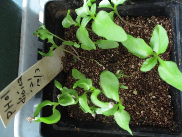 Phytolacca dioica (フィトラッカ ディオイカ)