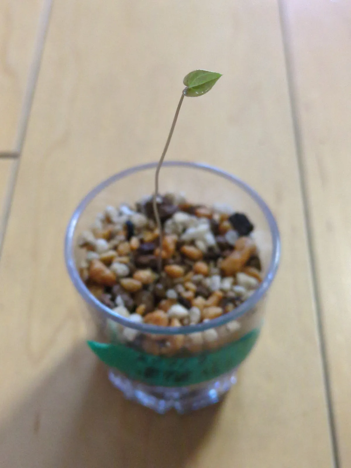 Dioscorea elephantipes (ディオスコレア エレファンティペス アフリカ亀甲竜)