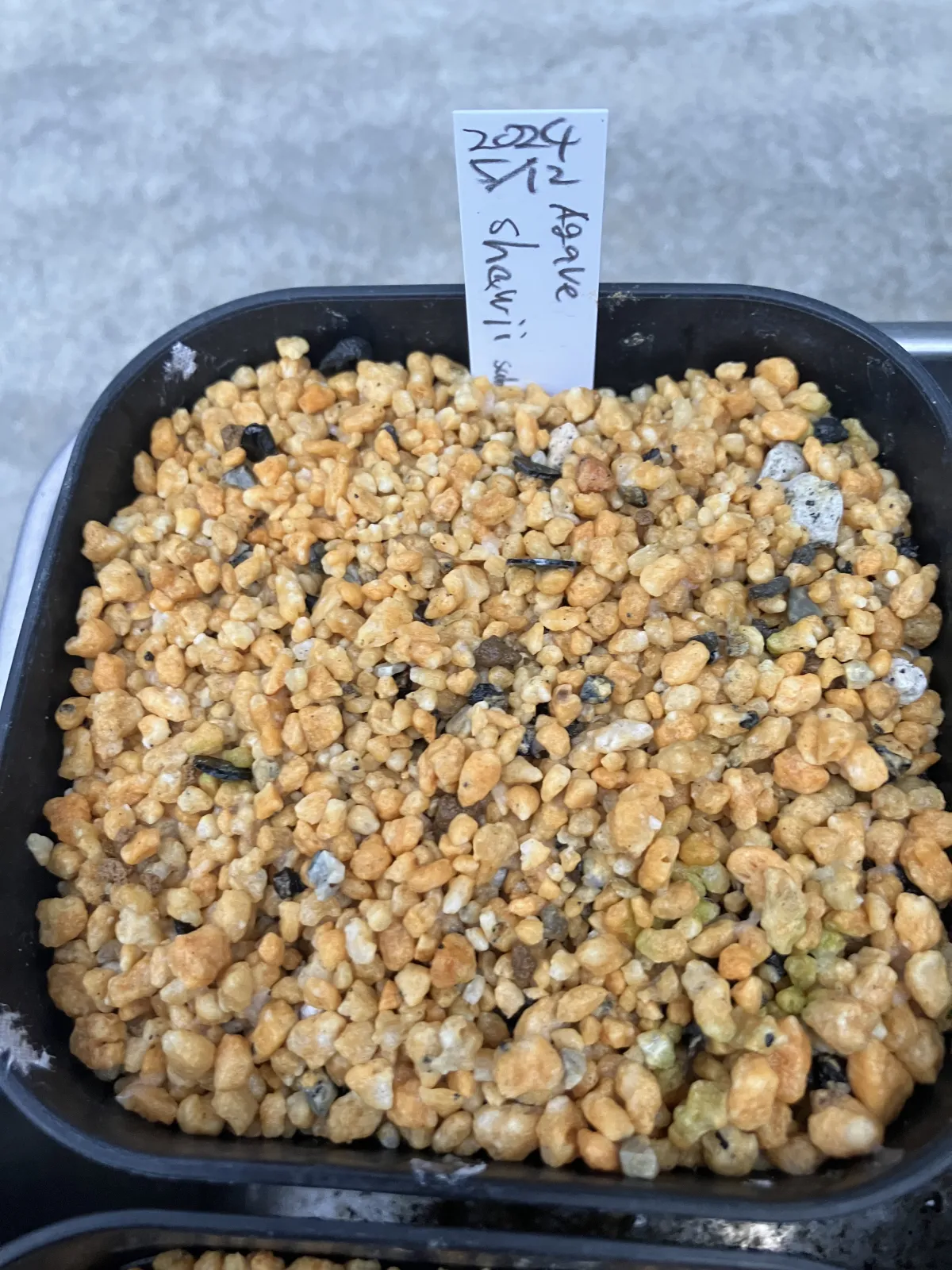 Agave shawii subsp. shawii (アガベ シャウィ)