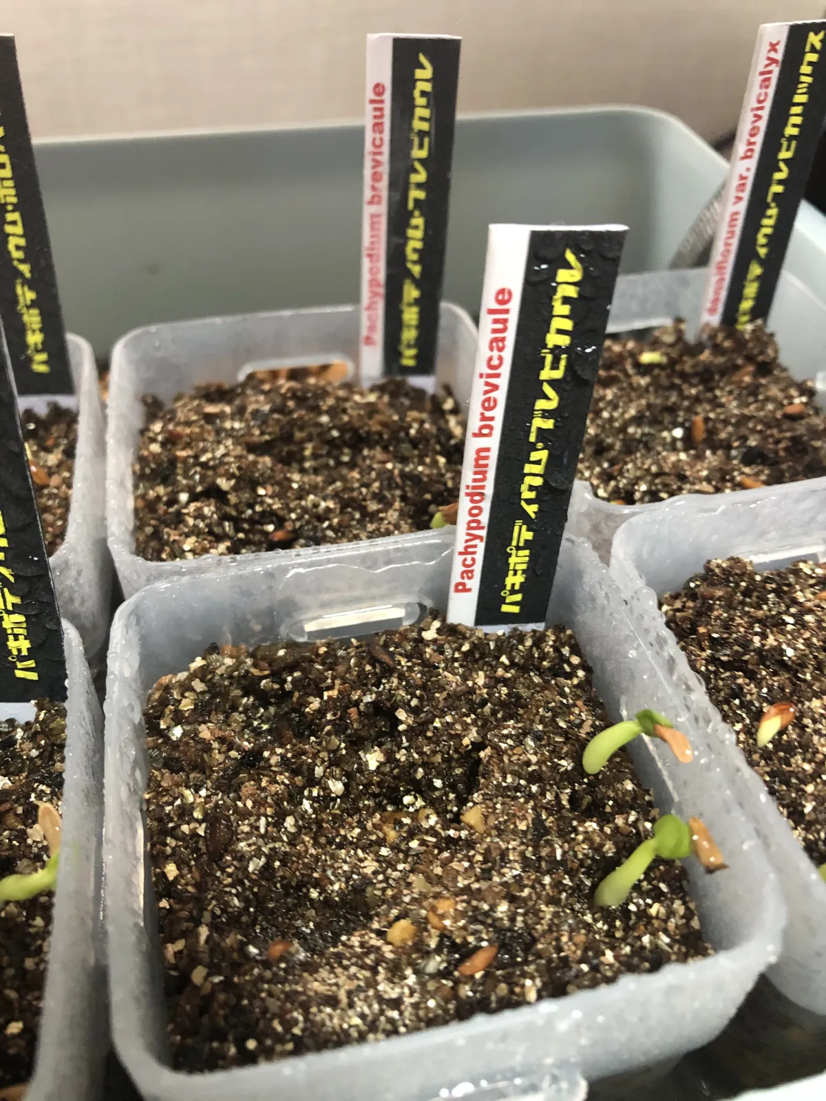 Pachypodium brevicaule subsp. leucoxanthum (パキポディウム レウコキサンツム)