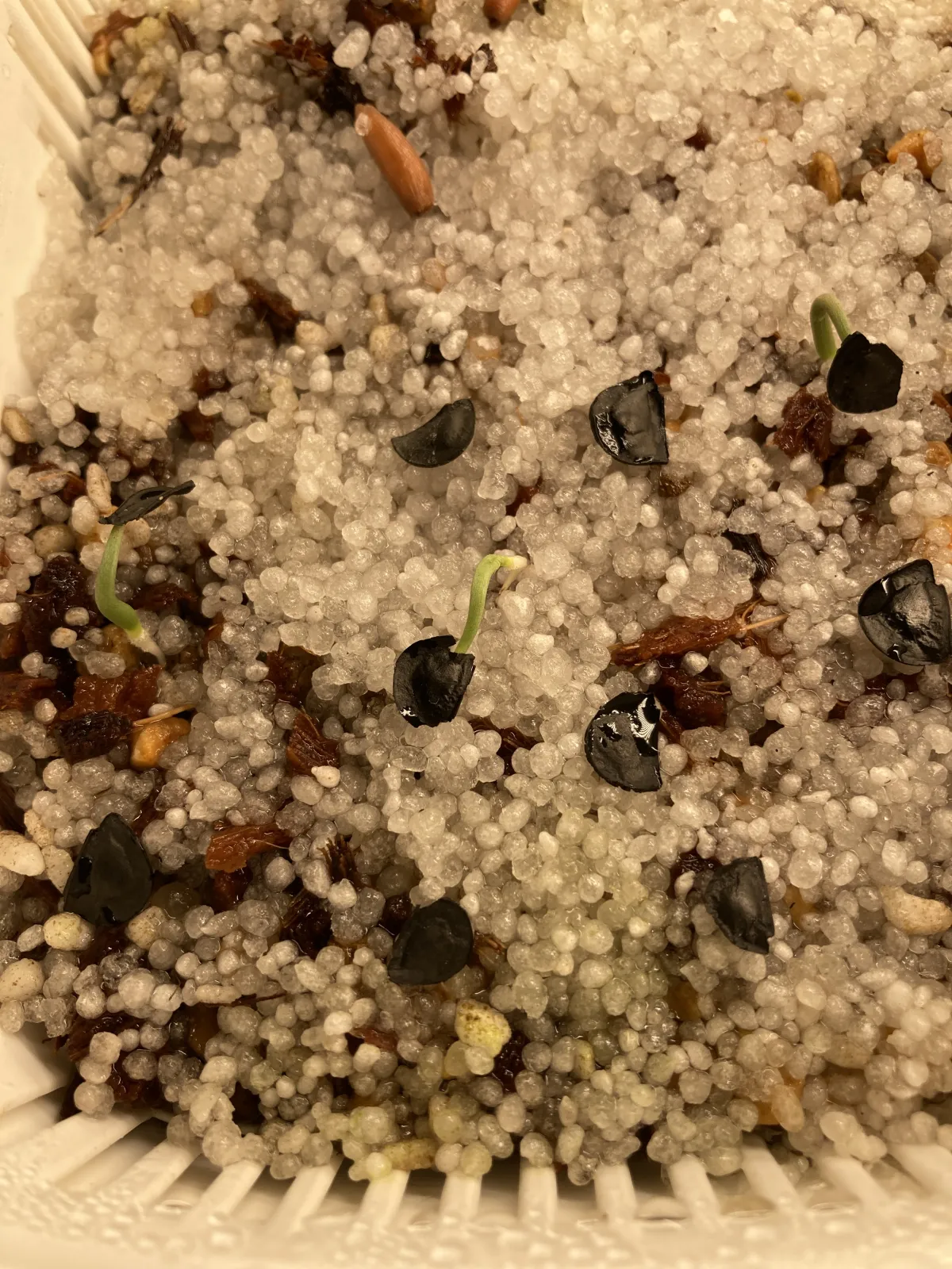 Agave angustifolia Marginata (アガベ アンガスティフォリア バリエガータ)